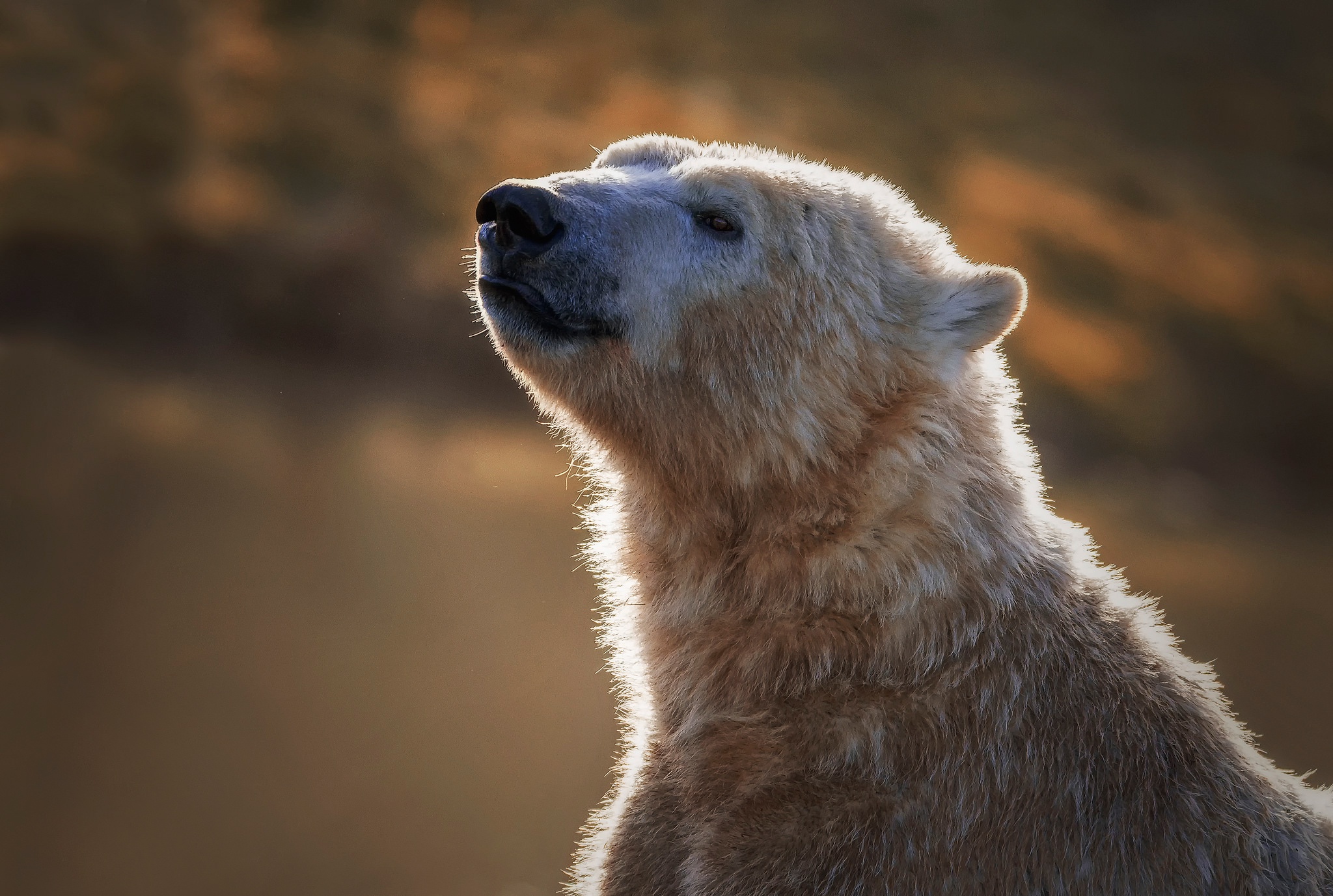 Polar Bear Wildlife Predator Animal 2048x1378
