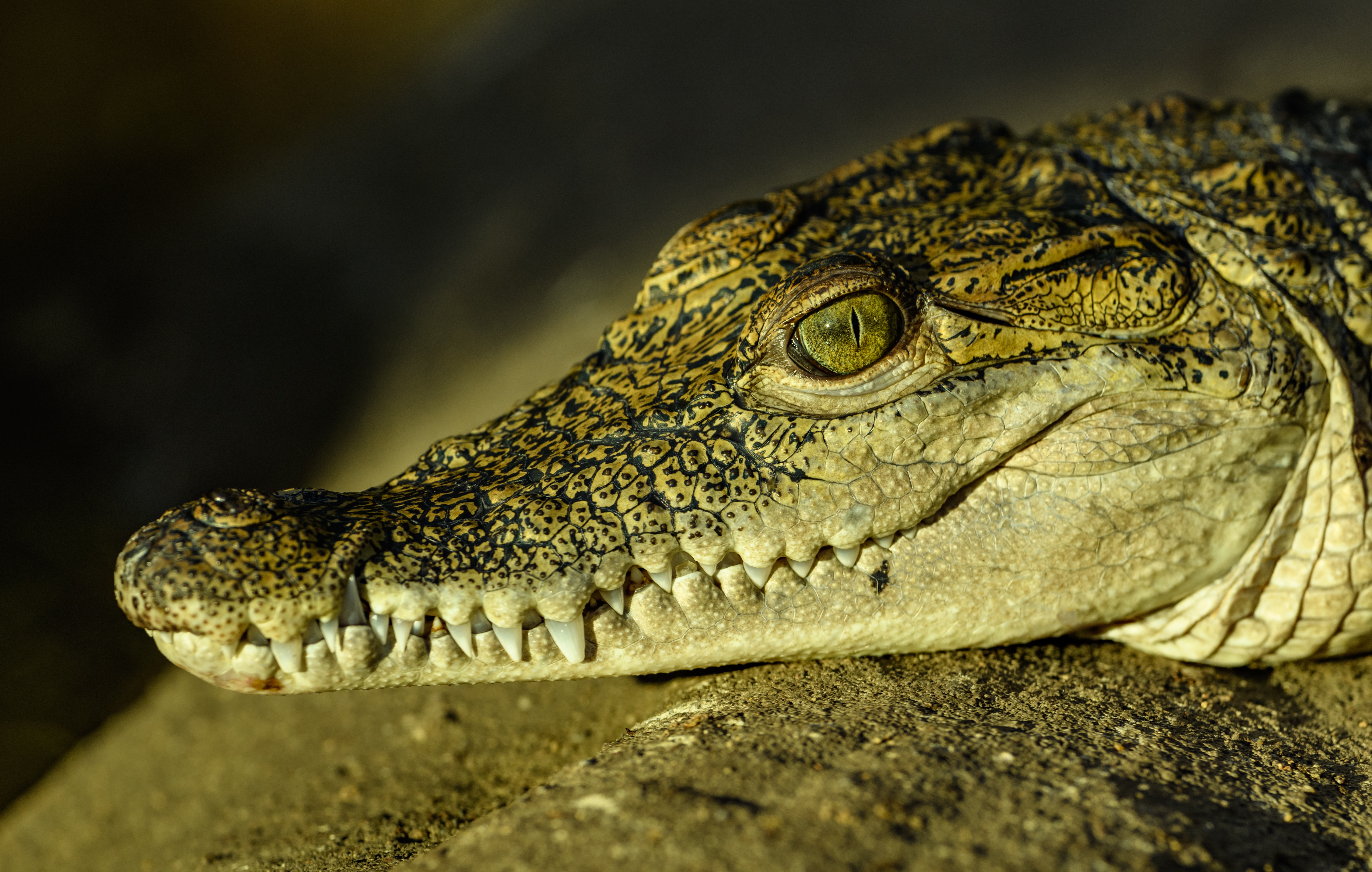 Close Up Crocodile Reptile Wildlife 6480x4117