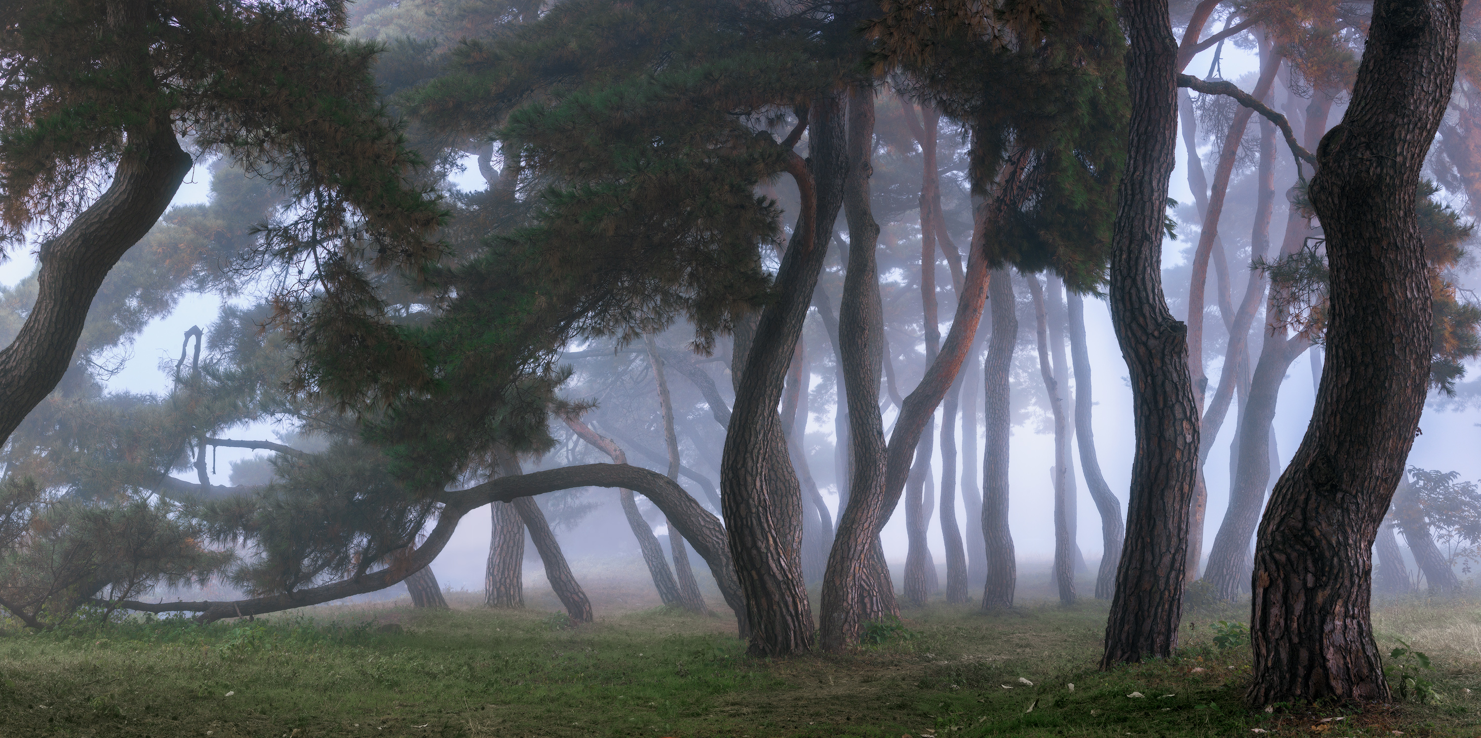 Trees Forest Mist Nature 3000x1496
