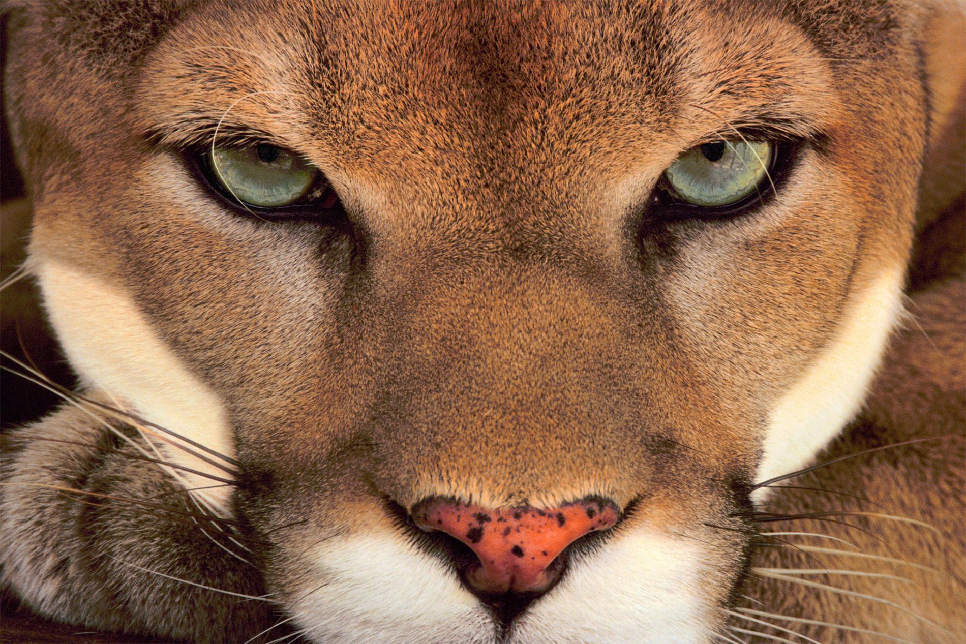 Animal Cougar Grey Eyes Wildlife 1900x1267
