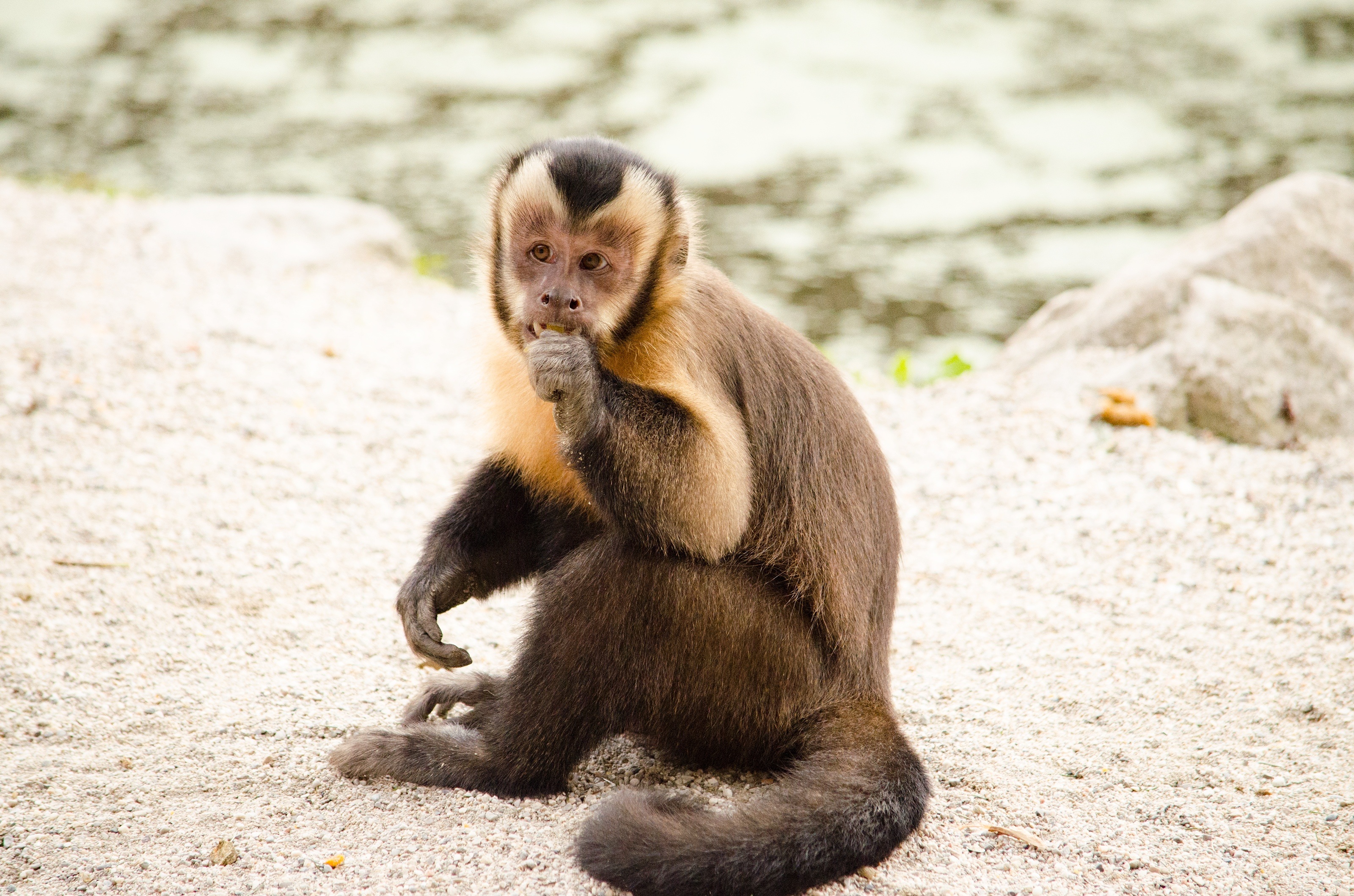 Capuchin Monkey Primate 3200x2119