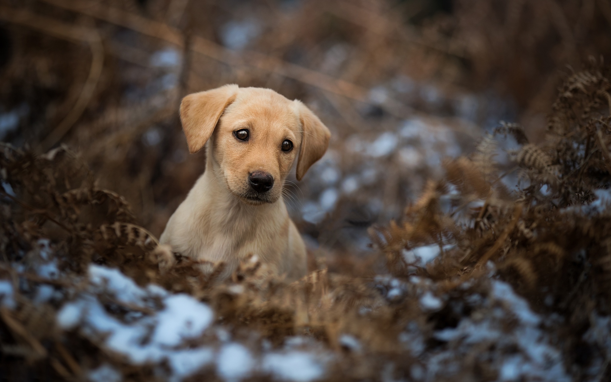 Baby Animal Dog Golden Retriever Pet Puppy 2048x1280