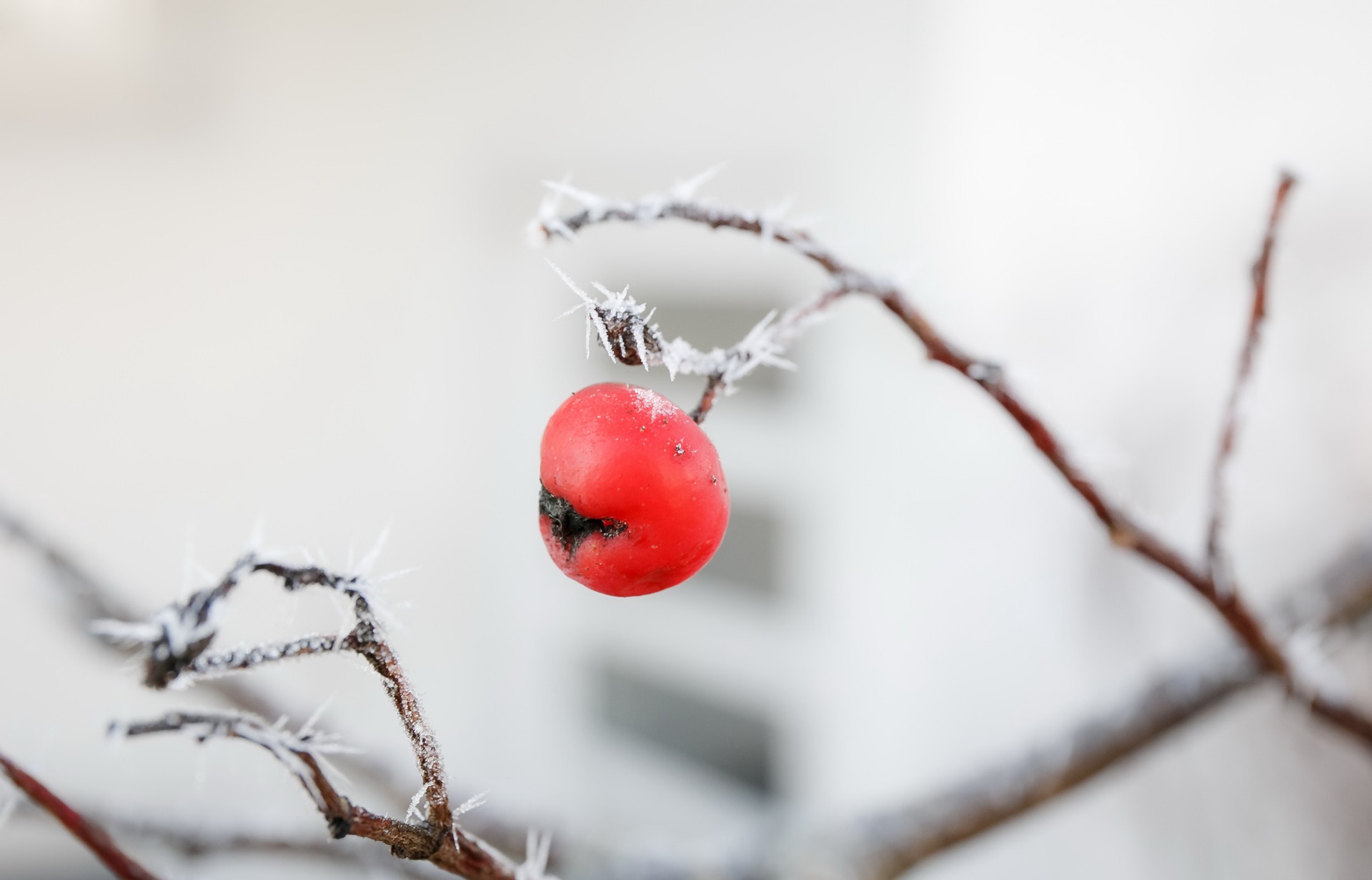 Food Fruit Cold Twigs Winter Snow Plants Ice Outdoors 1920x1232