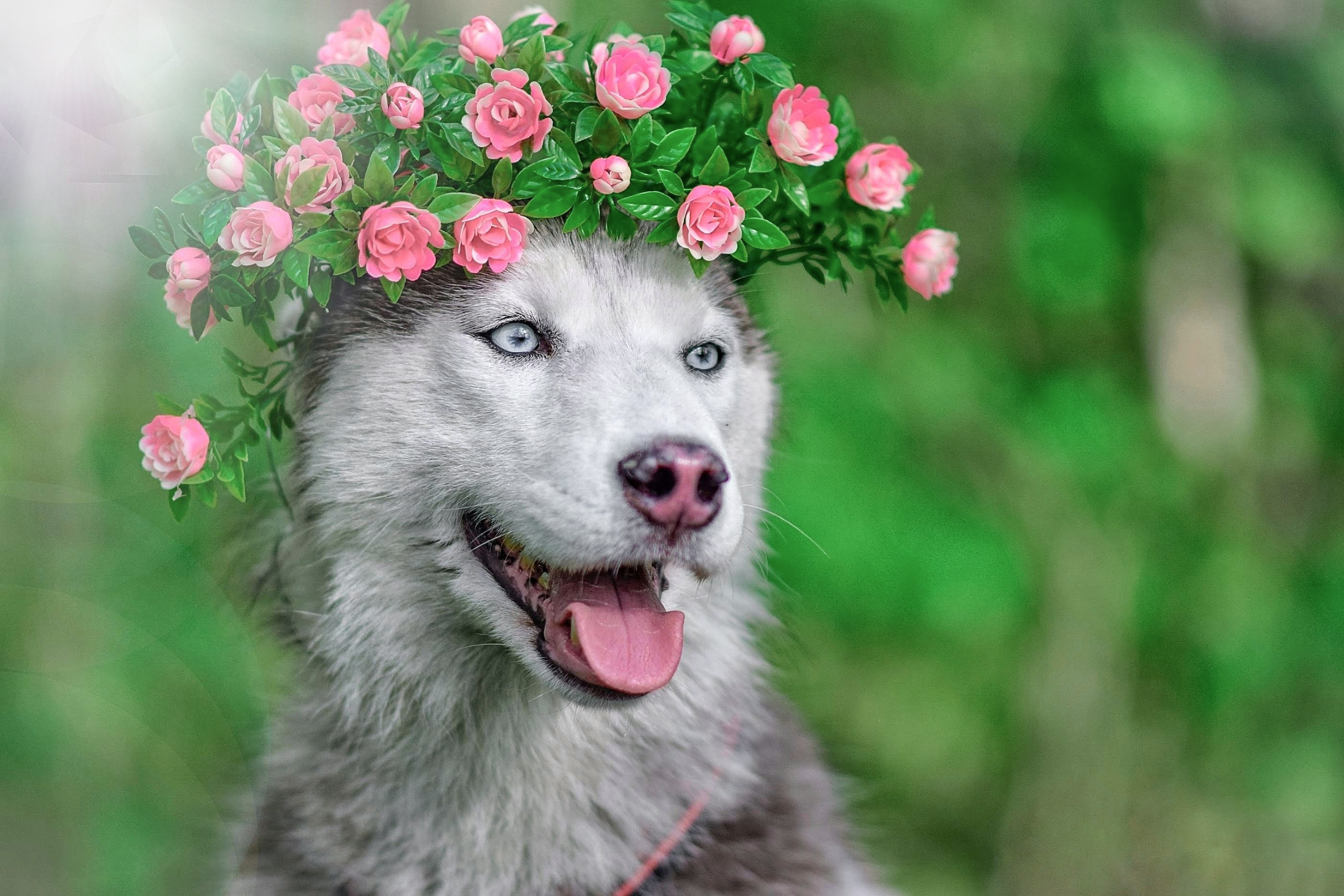 Dog Husky Pet Wreath 2803x1869