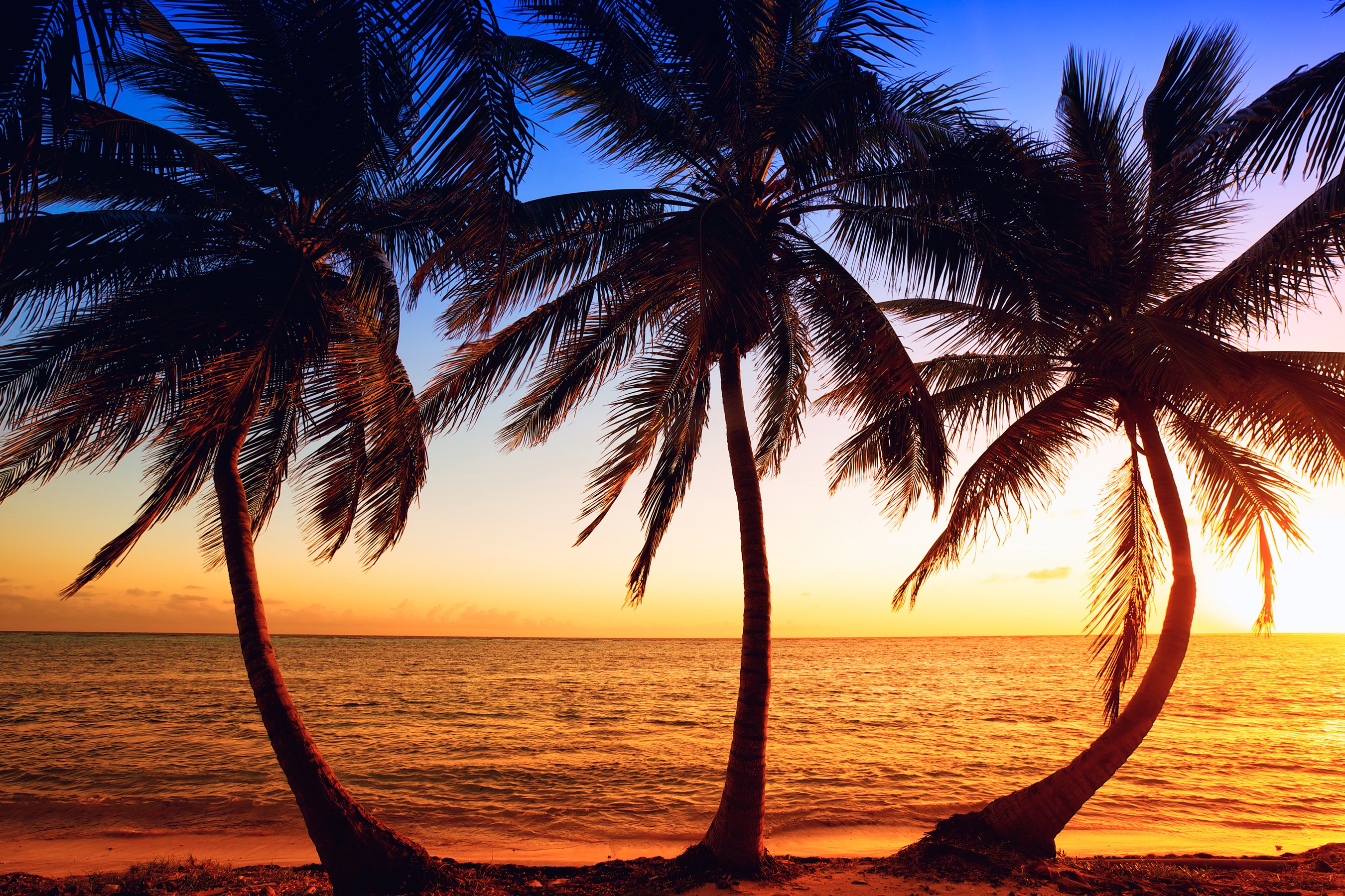 Horizon Ocean Palm Tree Sunset Tree Tropics 2700x1800