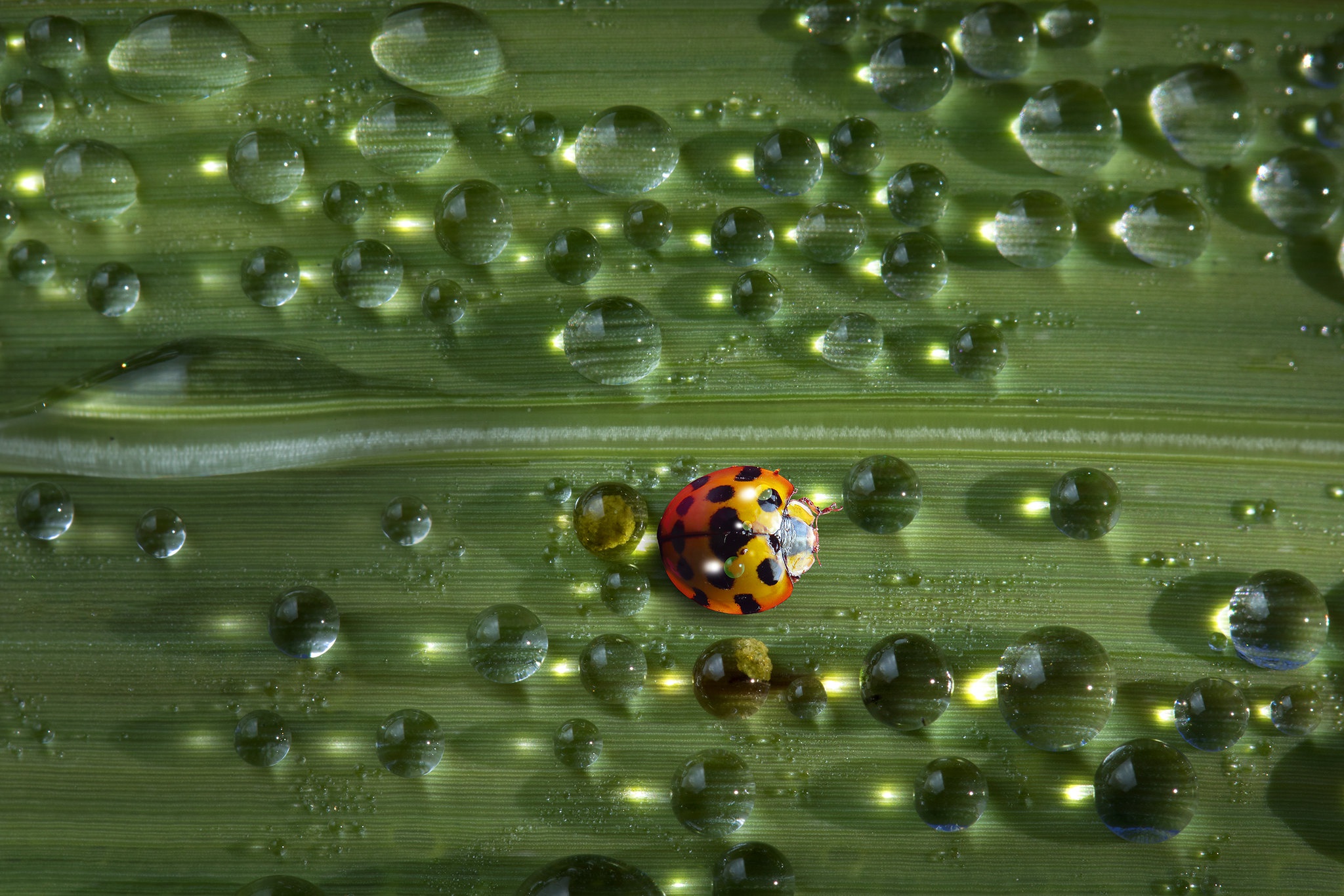 Insect Ladybug Macro Water Drop 2048x1366