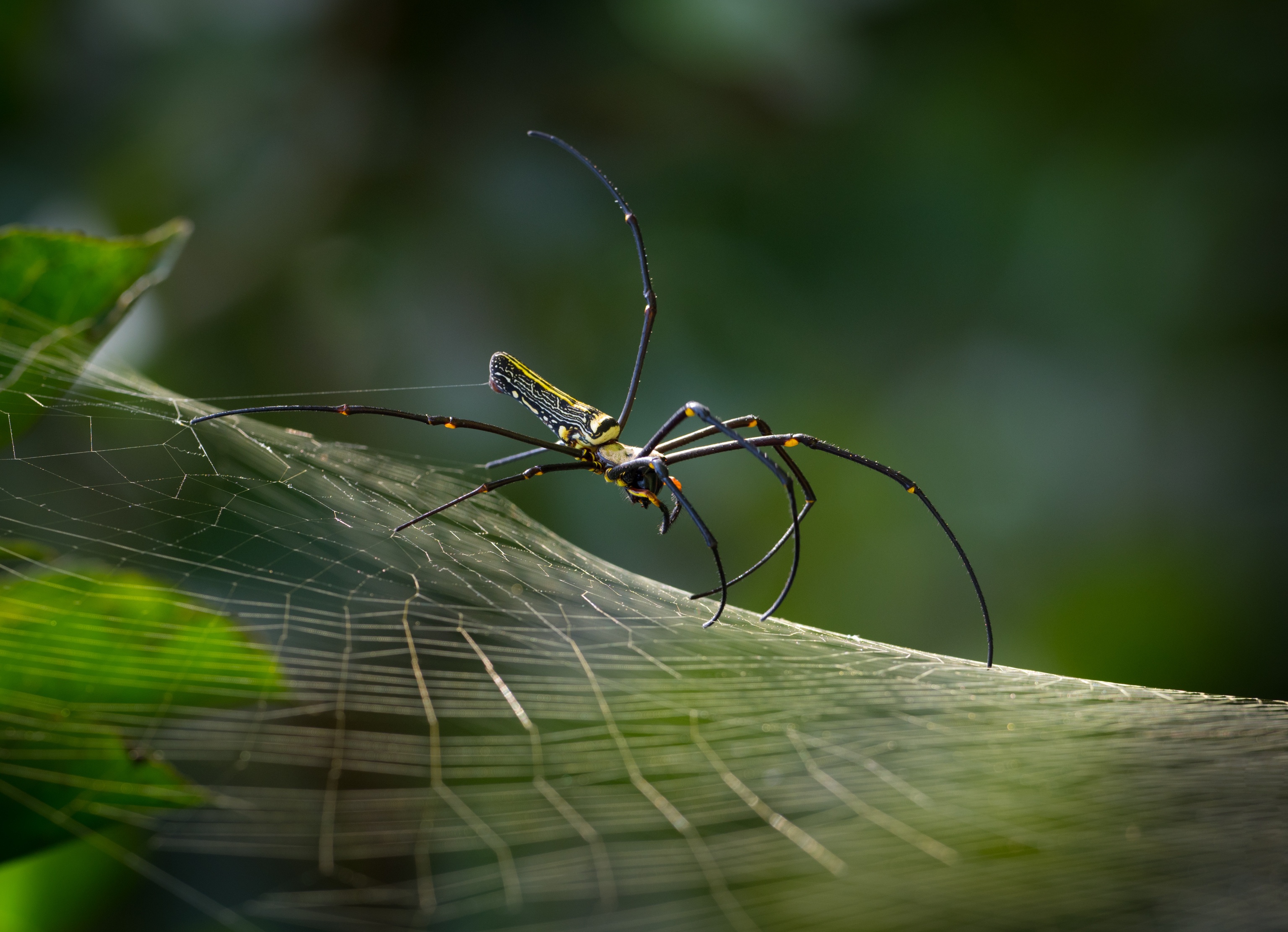 Arachnid Macro Spider Spider Web 3072x2223