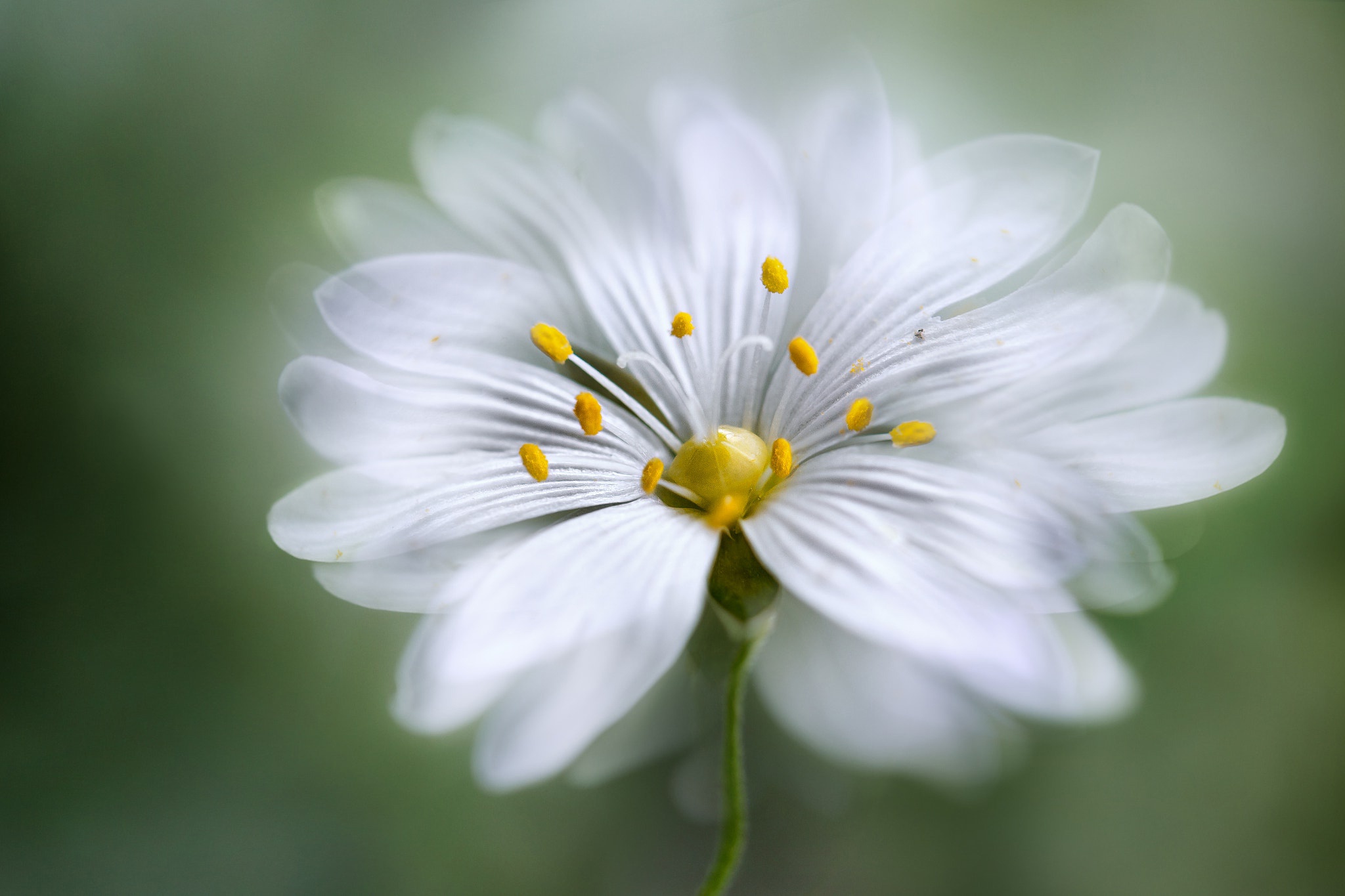Flower Macro White Flower 2048x1365