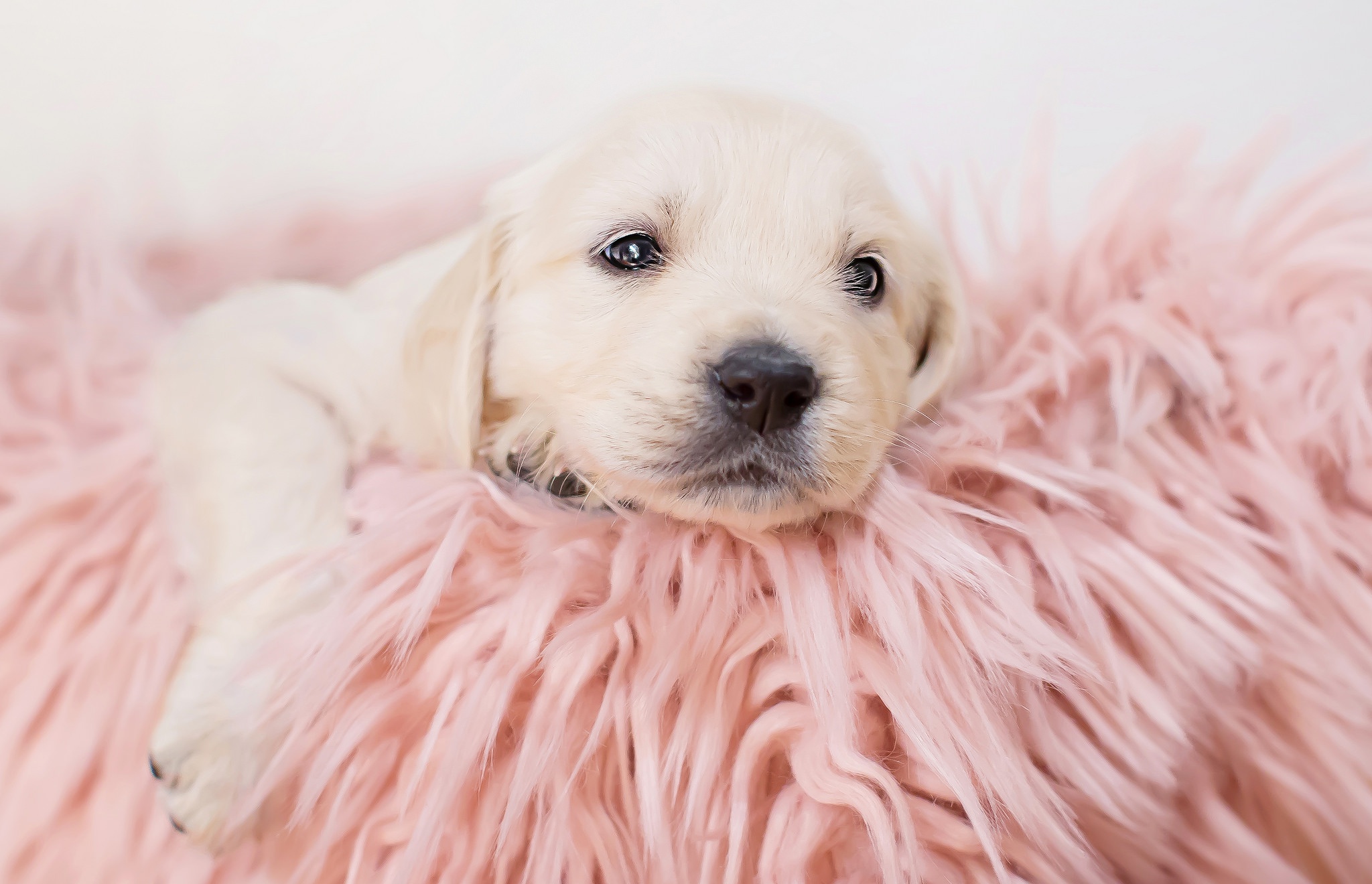 Baby Animal Dog Labrador Retriever Pet Puppy 2048x1320