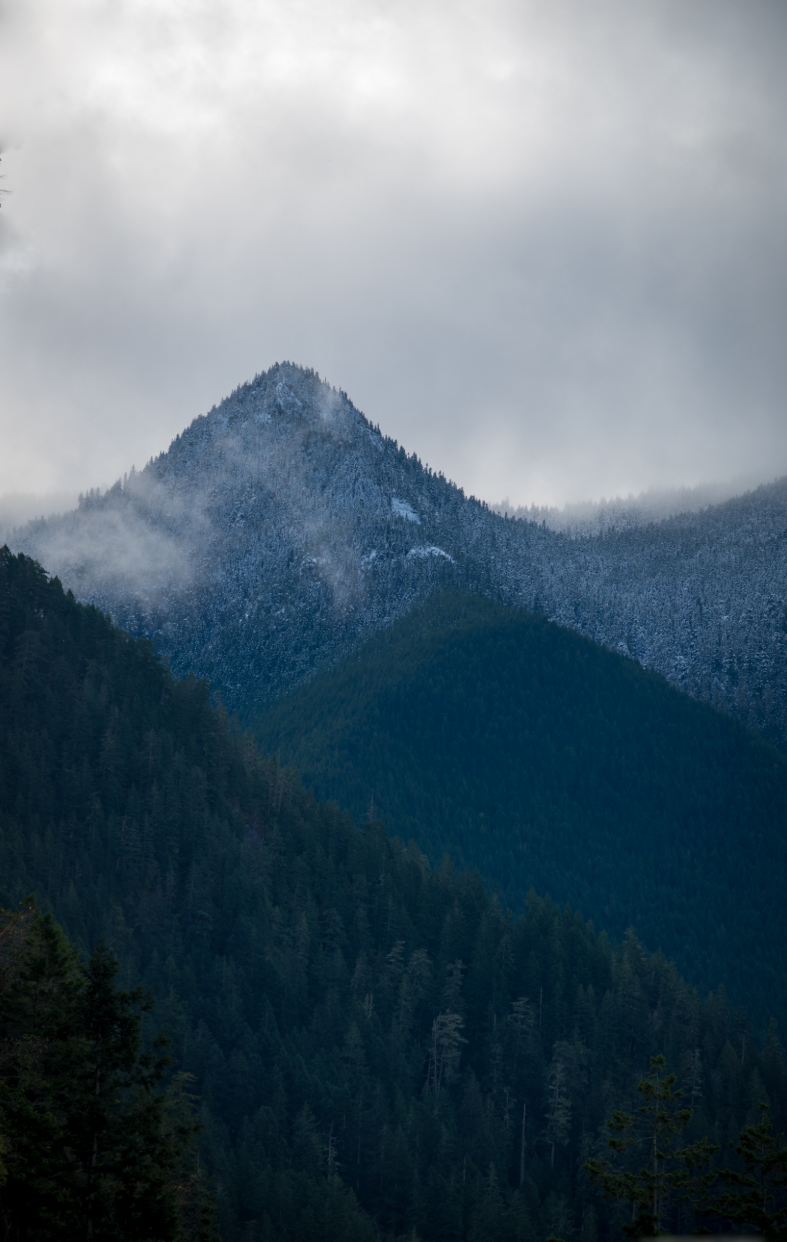 Trees Olympic National Park National Park Forest Nature Mountains Jungle Mist Landscape Winter 1553x2451