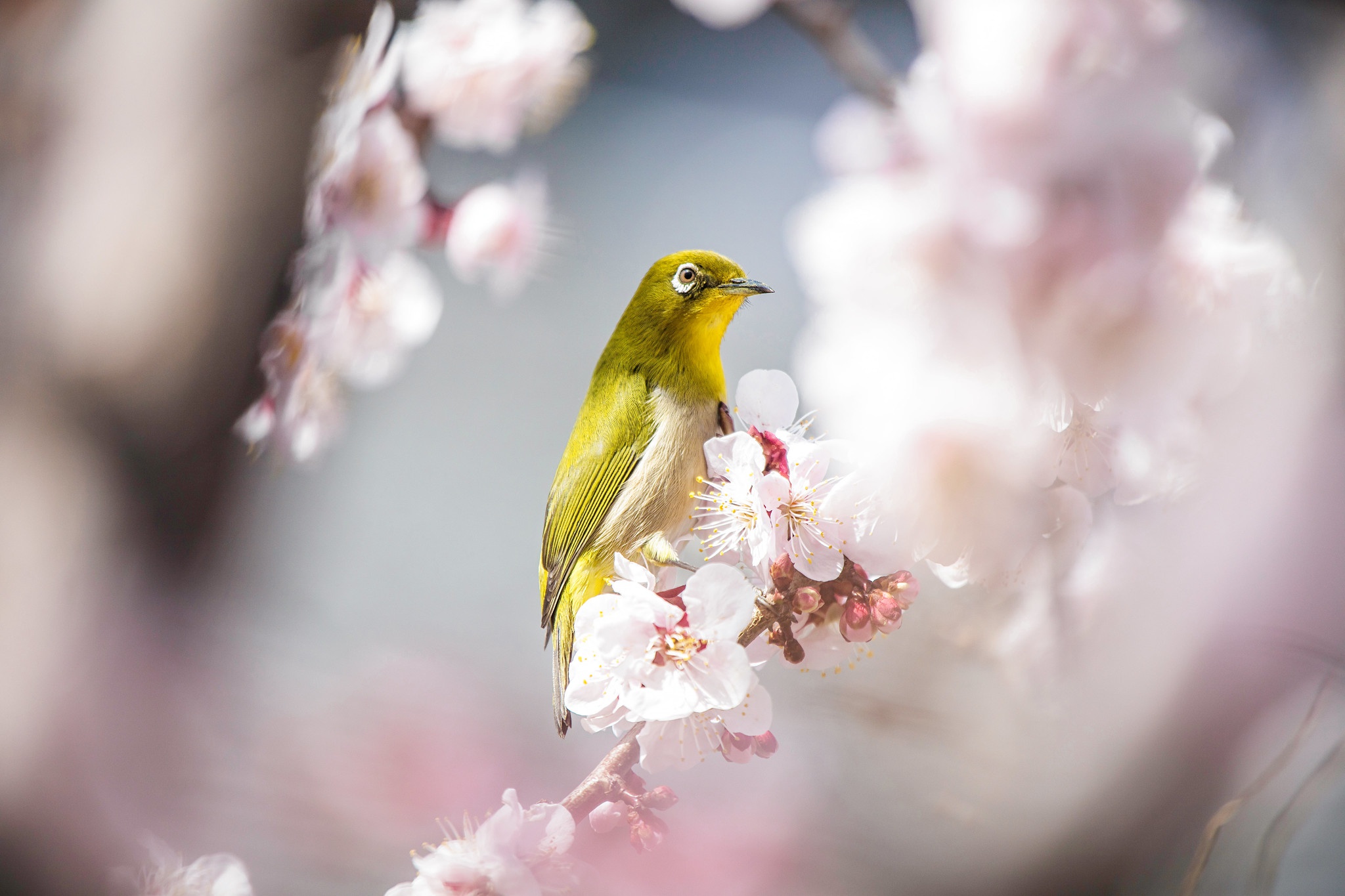 Bird Blossom Japanese White Eye Wildlife 2048x1365