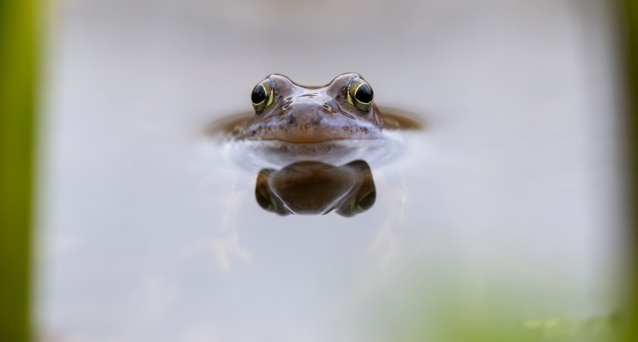 Amphibian Frog Reflection Wildlife 2048x1100