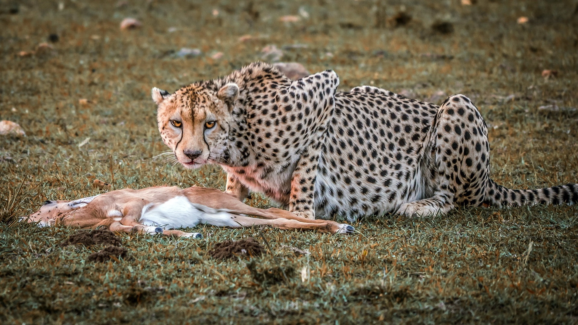 Cheetah Hunting Impala Carnivore Animals Big Cats Mammals Looking At Viewer Nature Wildlife 1920x1080