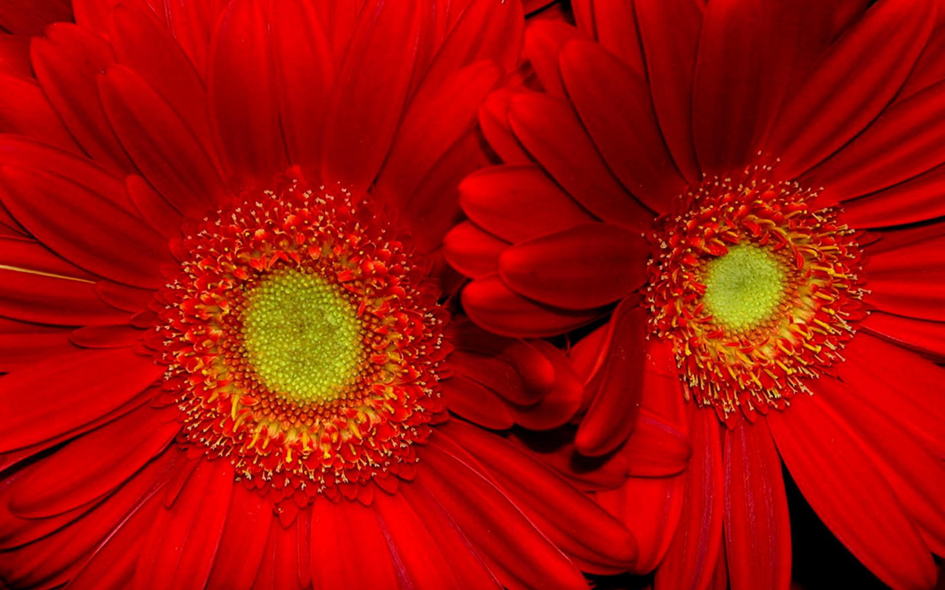 Flower Red Flower 1920x1200
