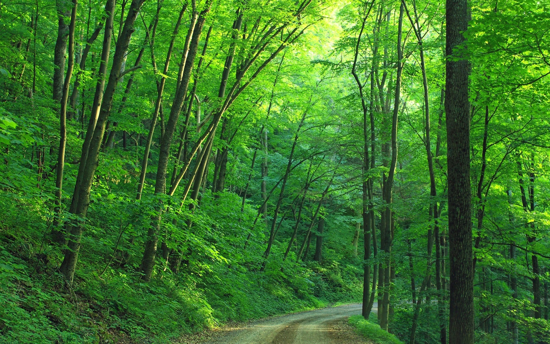 Forest Greenery Road 1920x1200