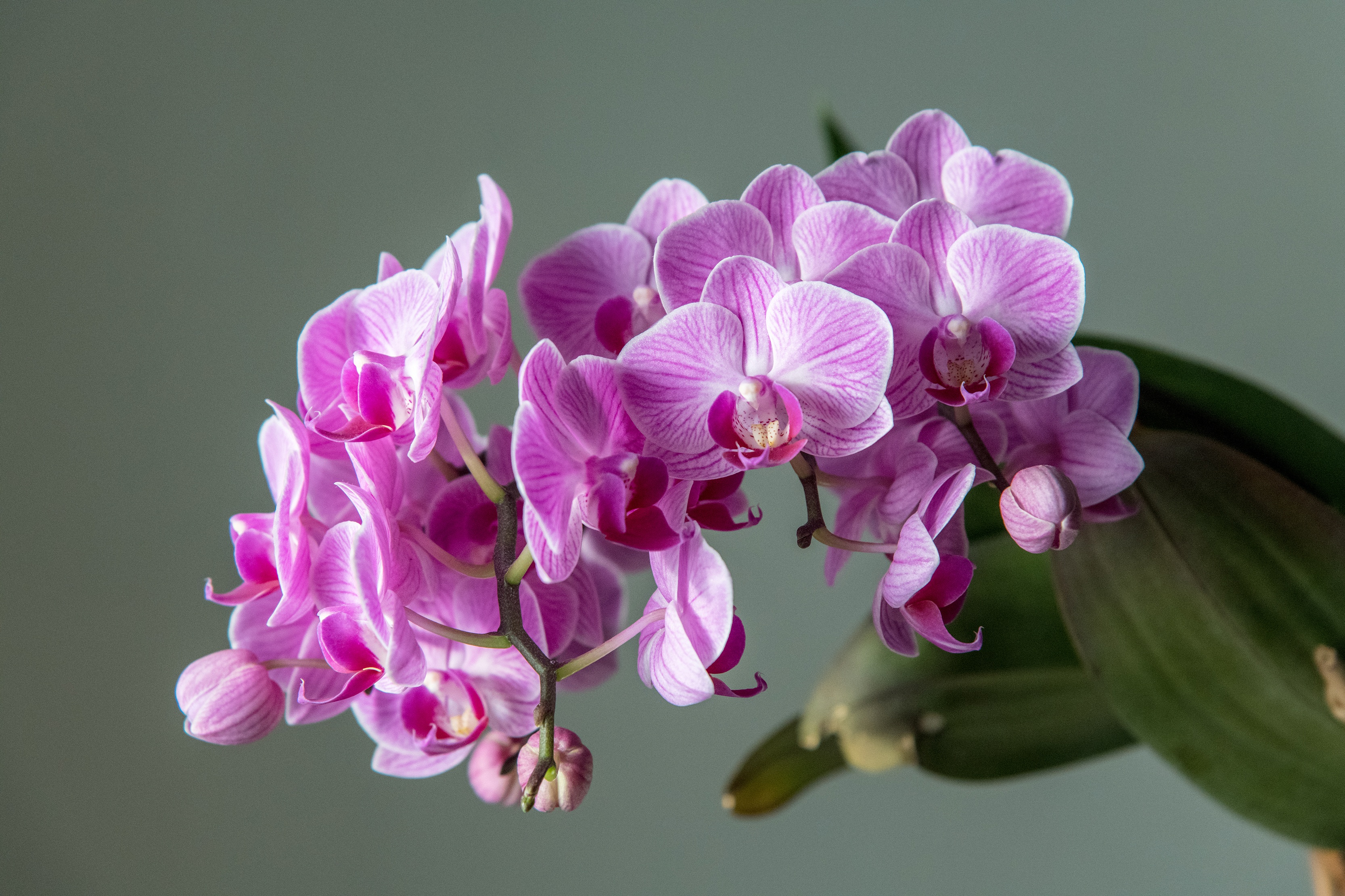 Flower Nature Orchid Pink Flower 3333x2222