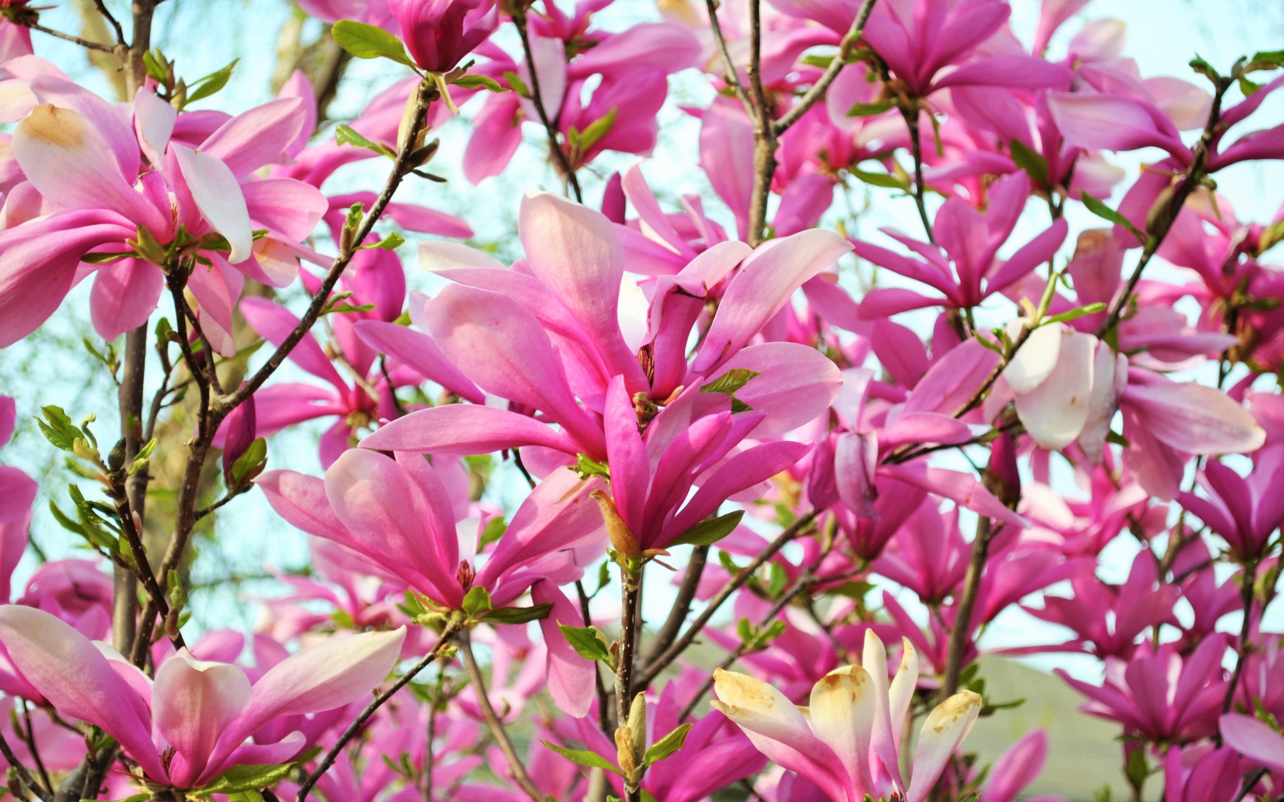 Blossom Branch Earth Flower Magnolia Pink Flower 2560x1600