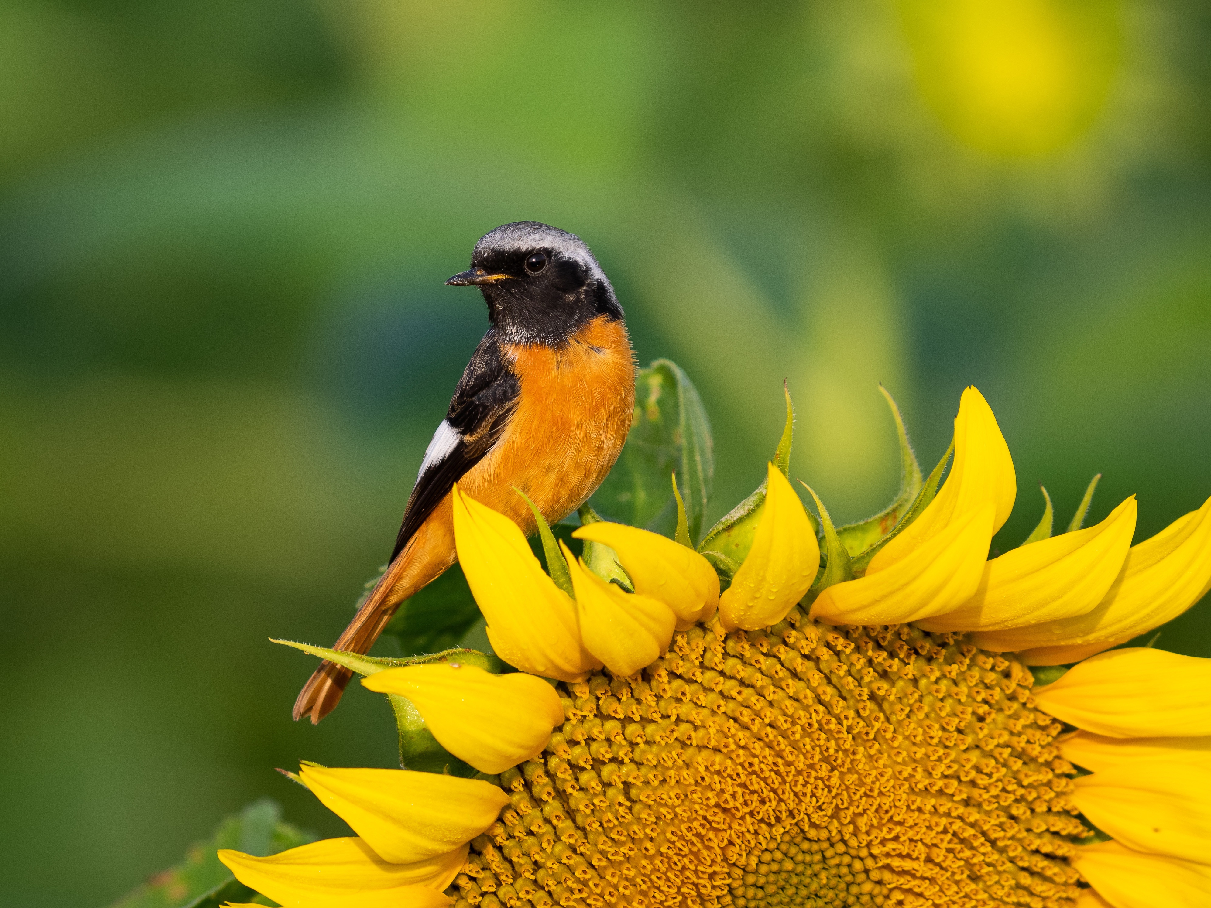 Bird Redstart Sunflower 3986x2990