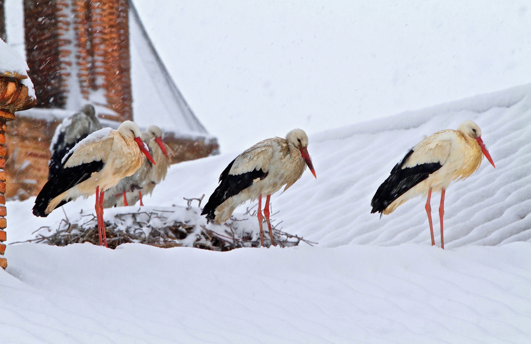 Bird Snow Stork Wildlife Winter 2048x1327