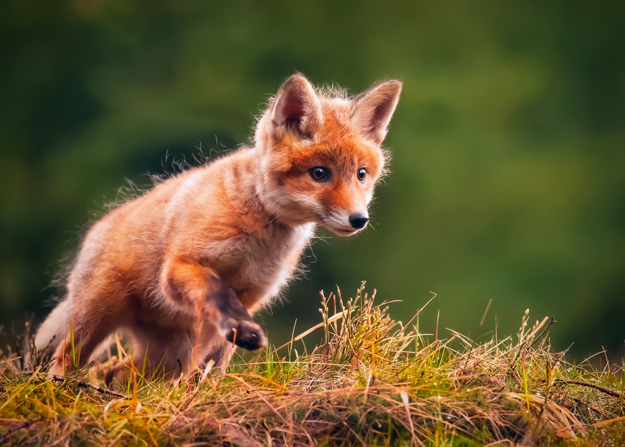 Baby Animal Cub Fox Wildlife 2500x1786