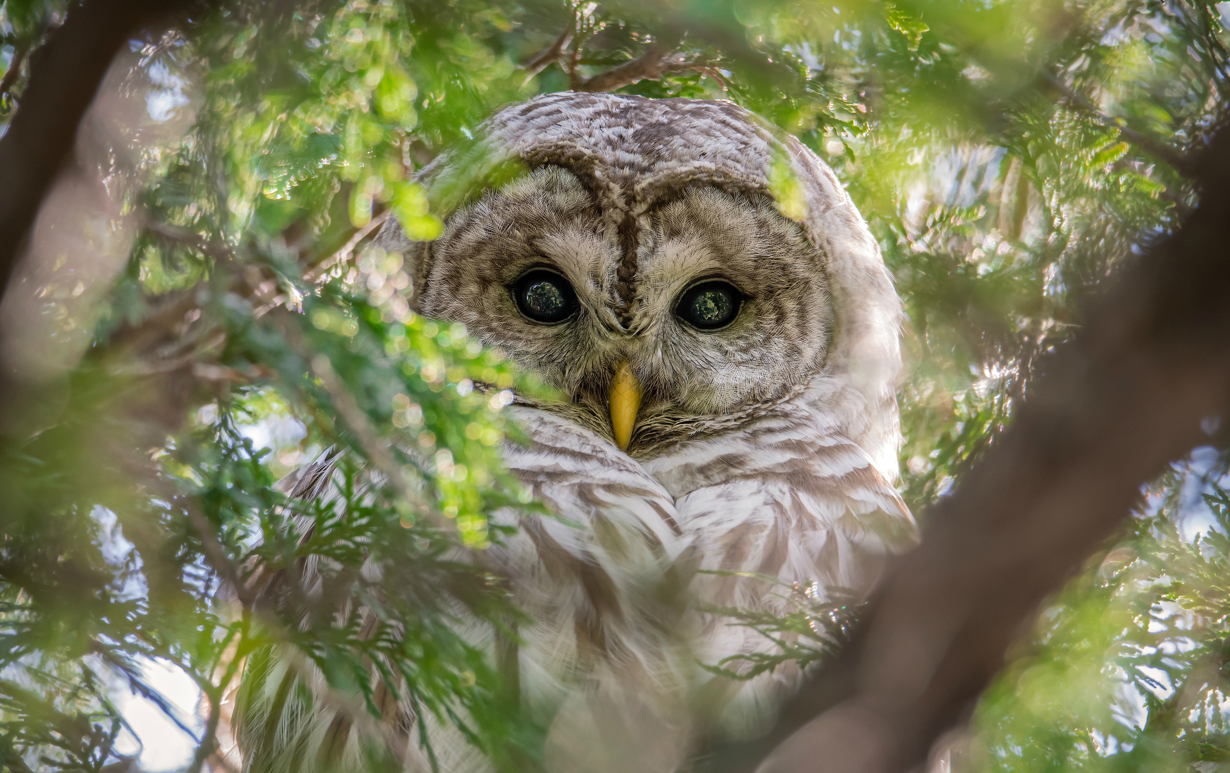 Bird Great Grey Owl Owl Wildlife 5016x3152