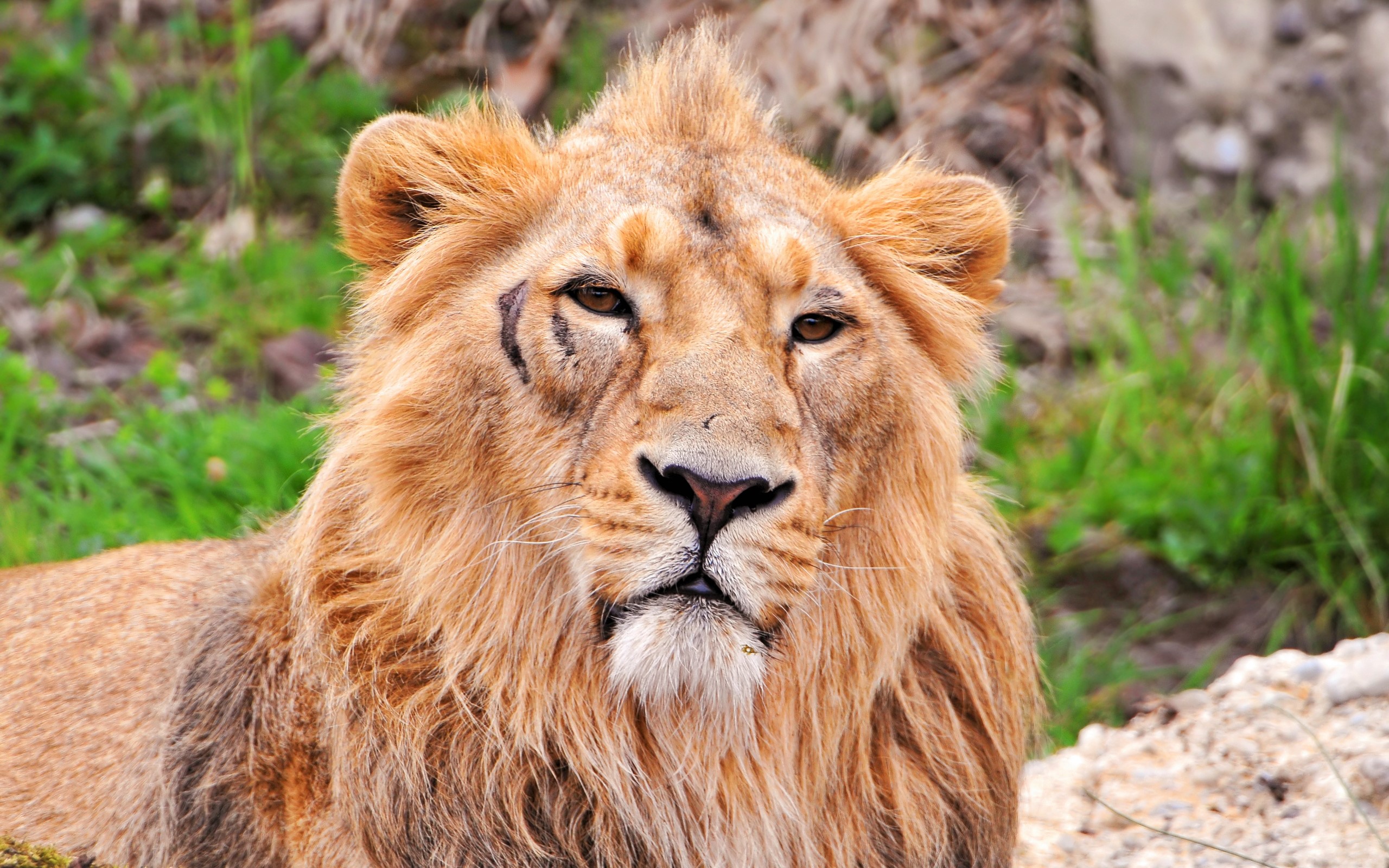 Animal Big Cat Lion Scar Wildlife Predator Animal 2560x1600