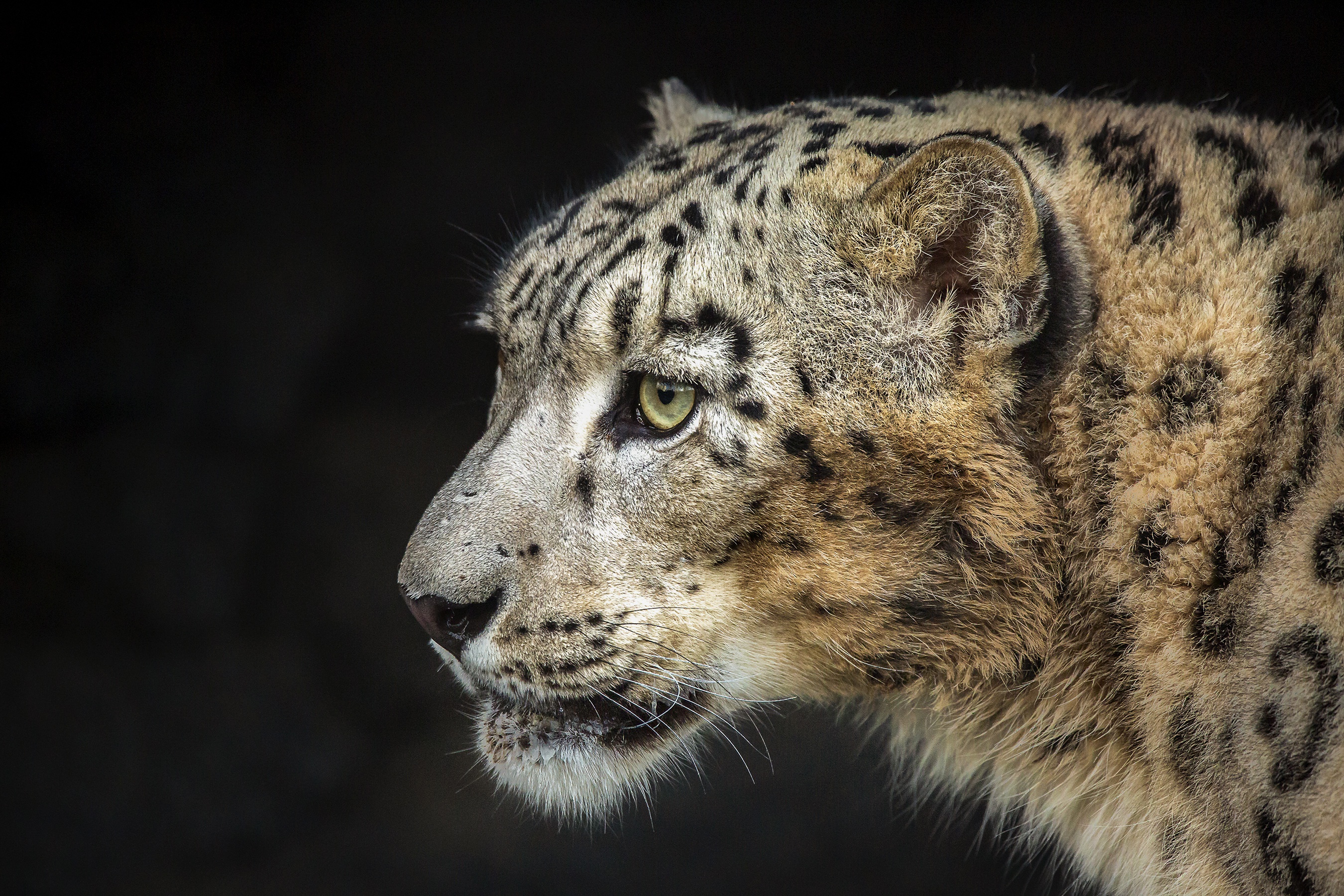 Animal Snow Leopard 2700x1800