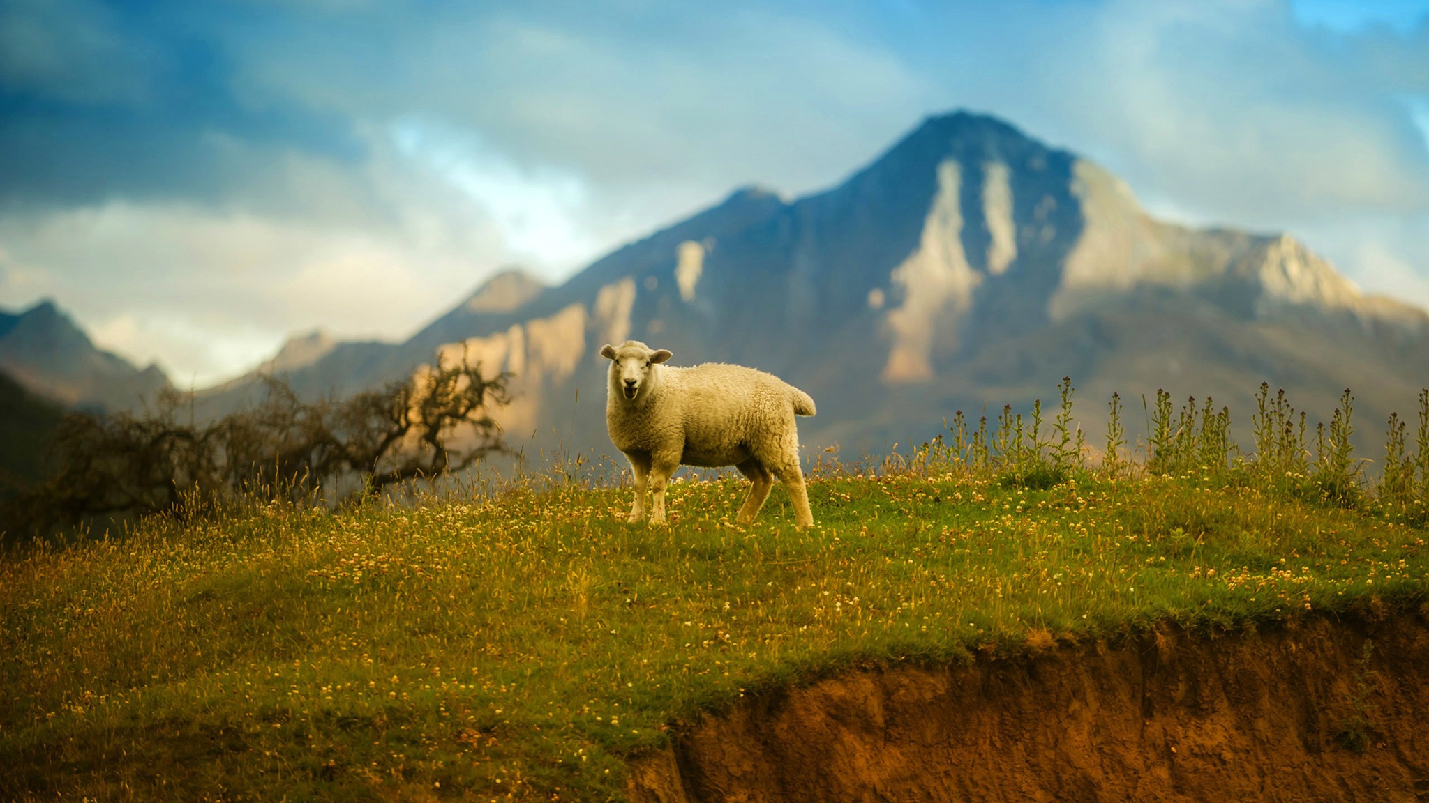 Sheep 2048x1152