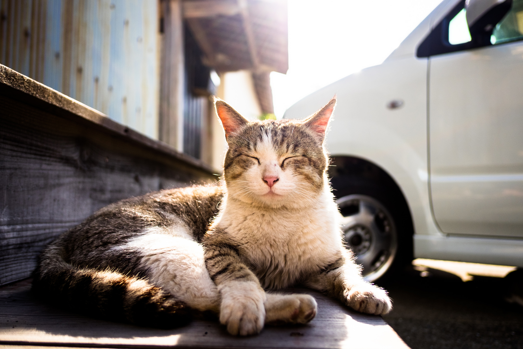 Cat Pet Resting Sunny 2048x1365