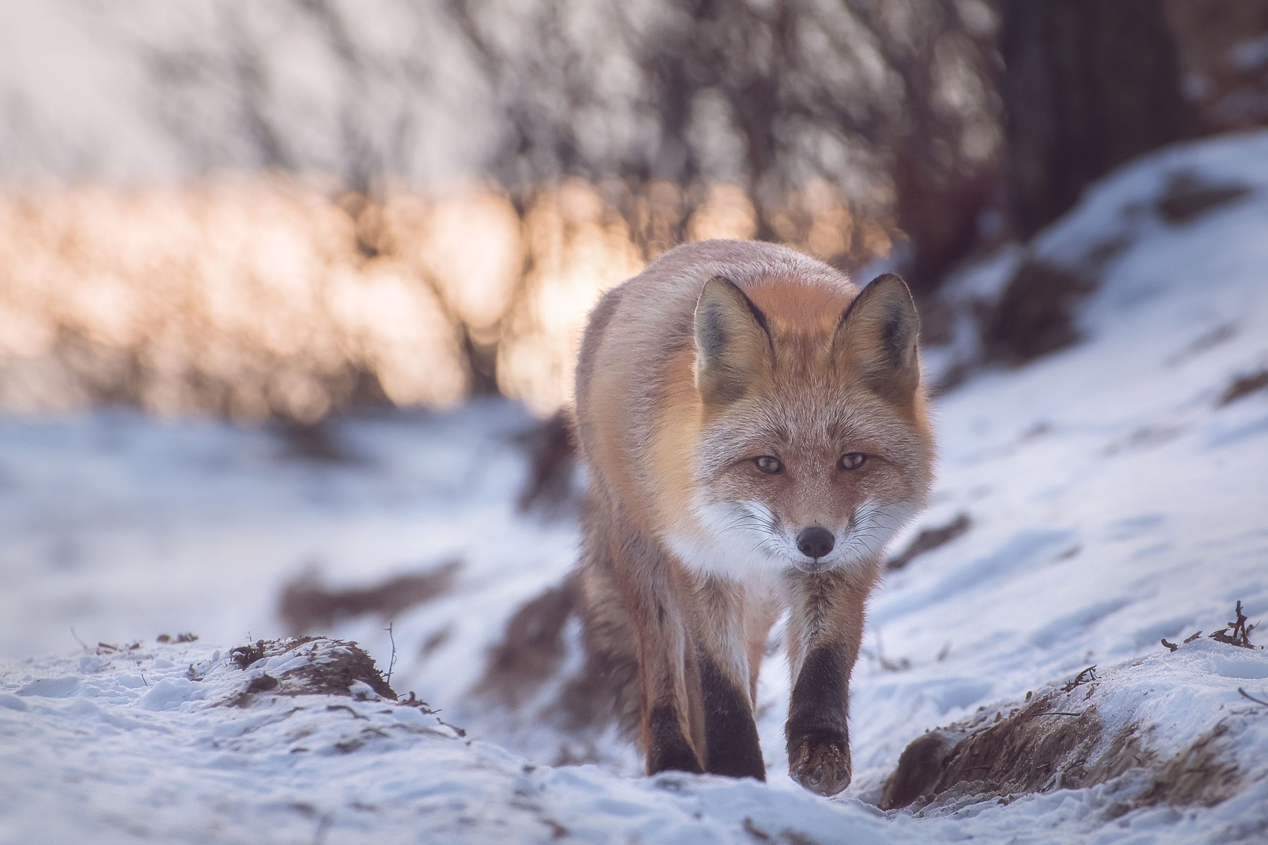 Fox Snow Wildlife Winter 2500x1667