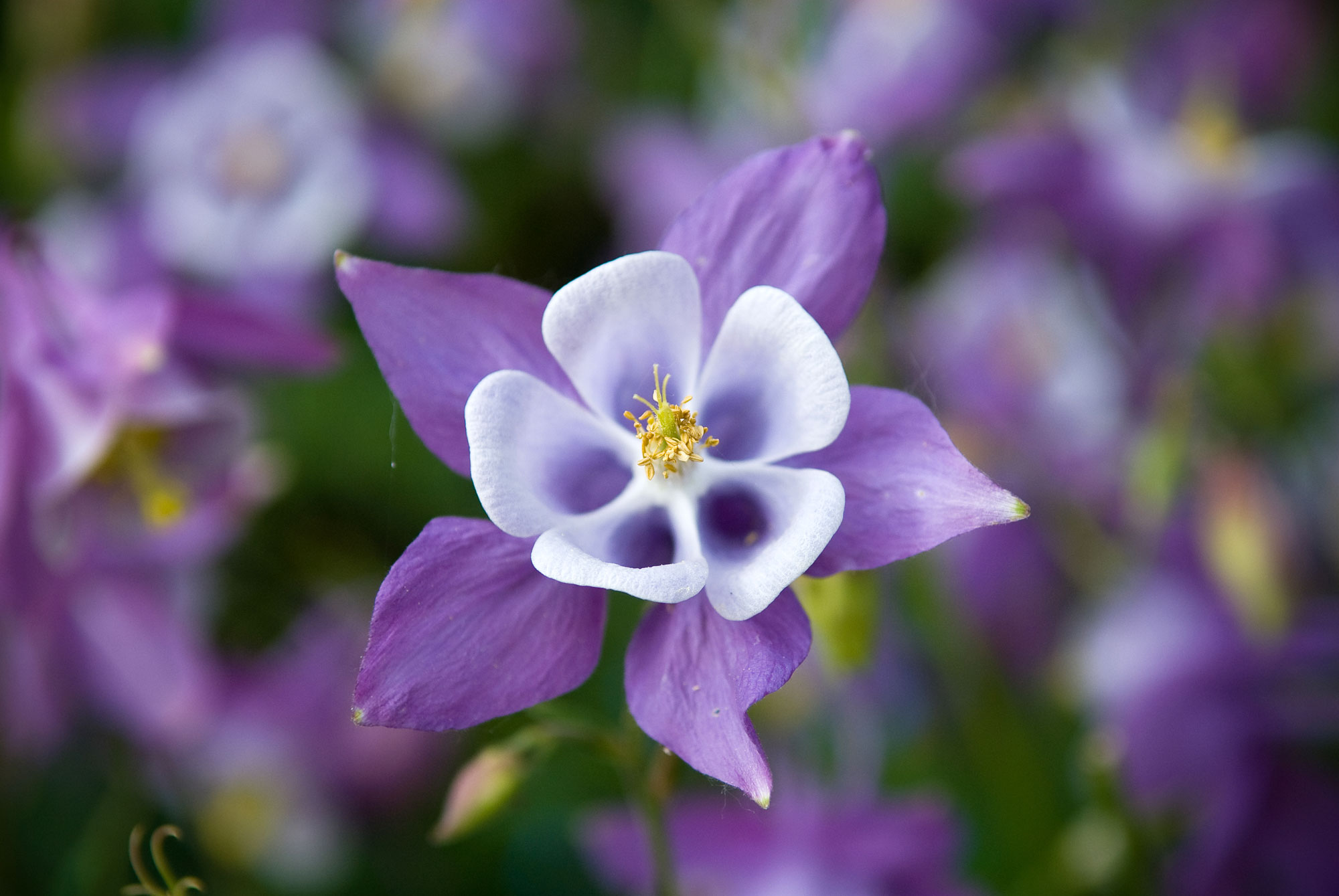 Columbine Earth Flower Purple Flower 2000x1339