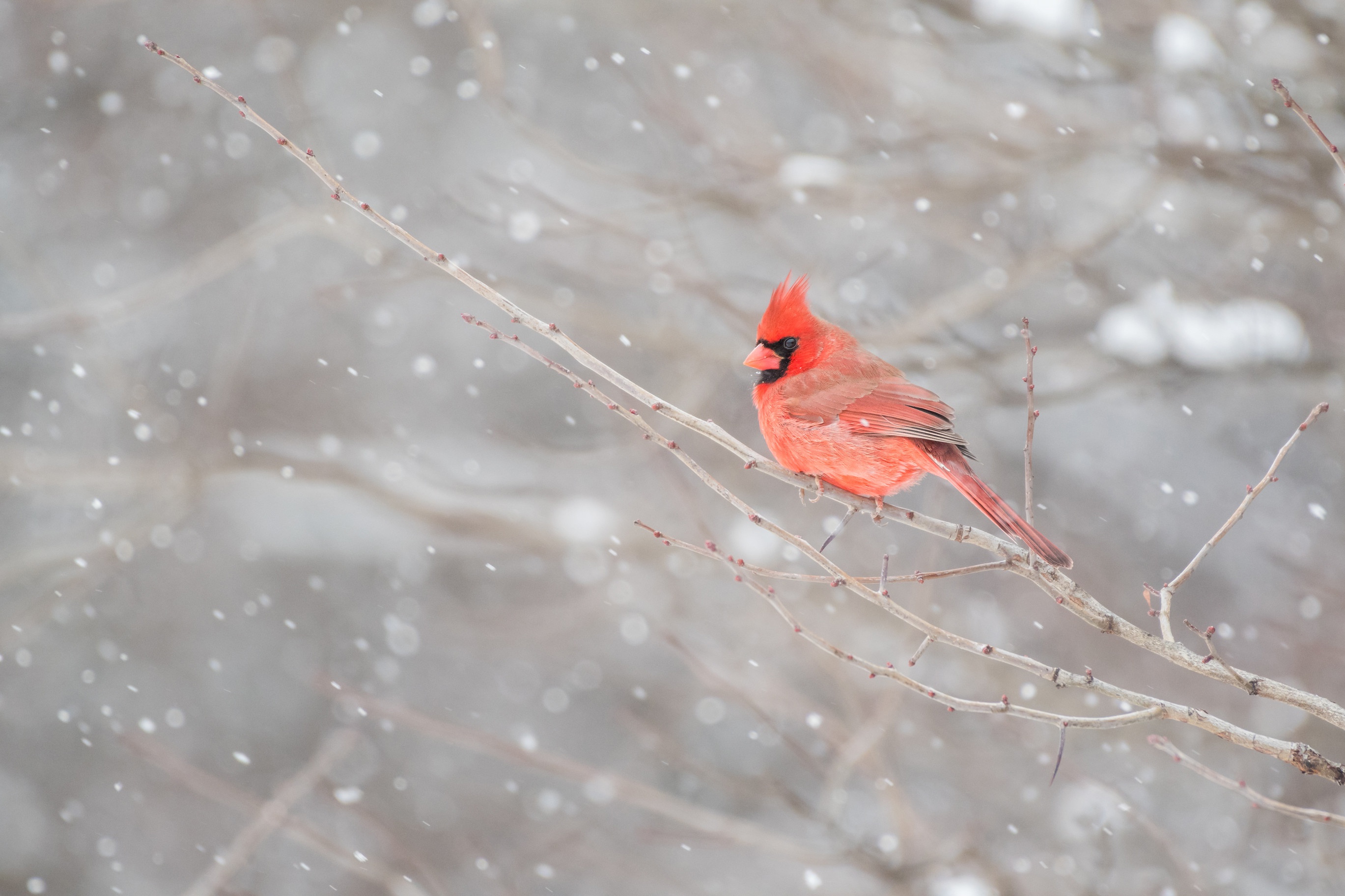 Bird Cardinal Wildlife 2738x1825
