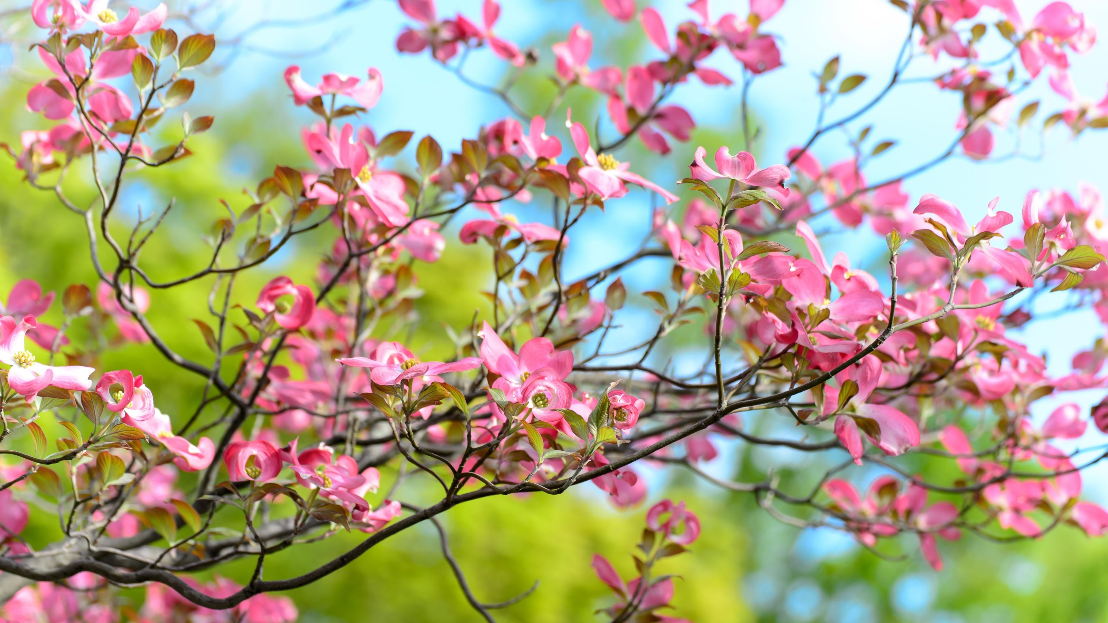 Blossom Earth Pink Flower Spring 3840x2160