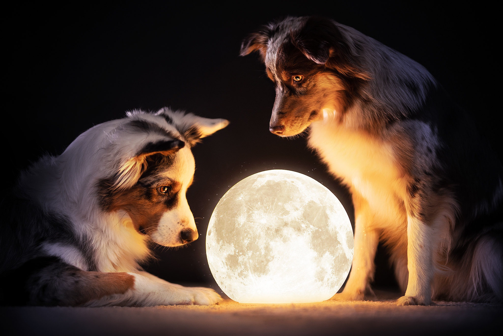 Dog Manipulation Moon Pet 2048x1366