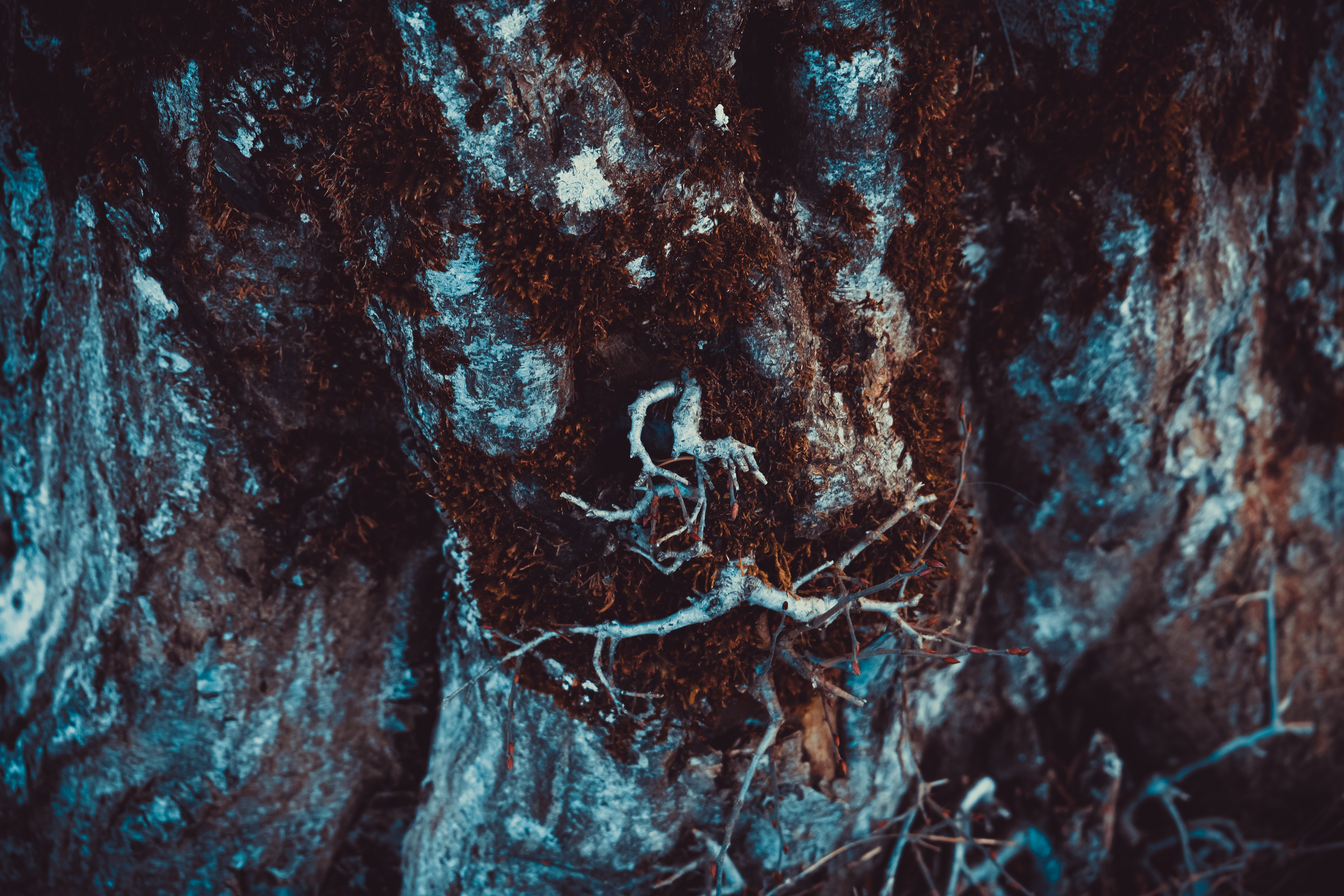 Nature Moss Tree Bark Tree Stump Red Cold Landscape Photography 5874x3916