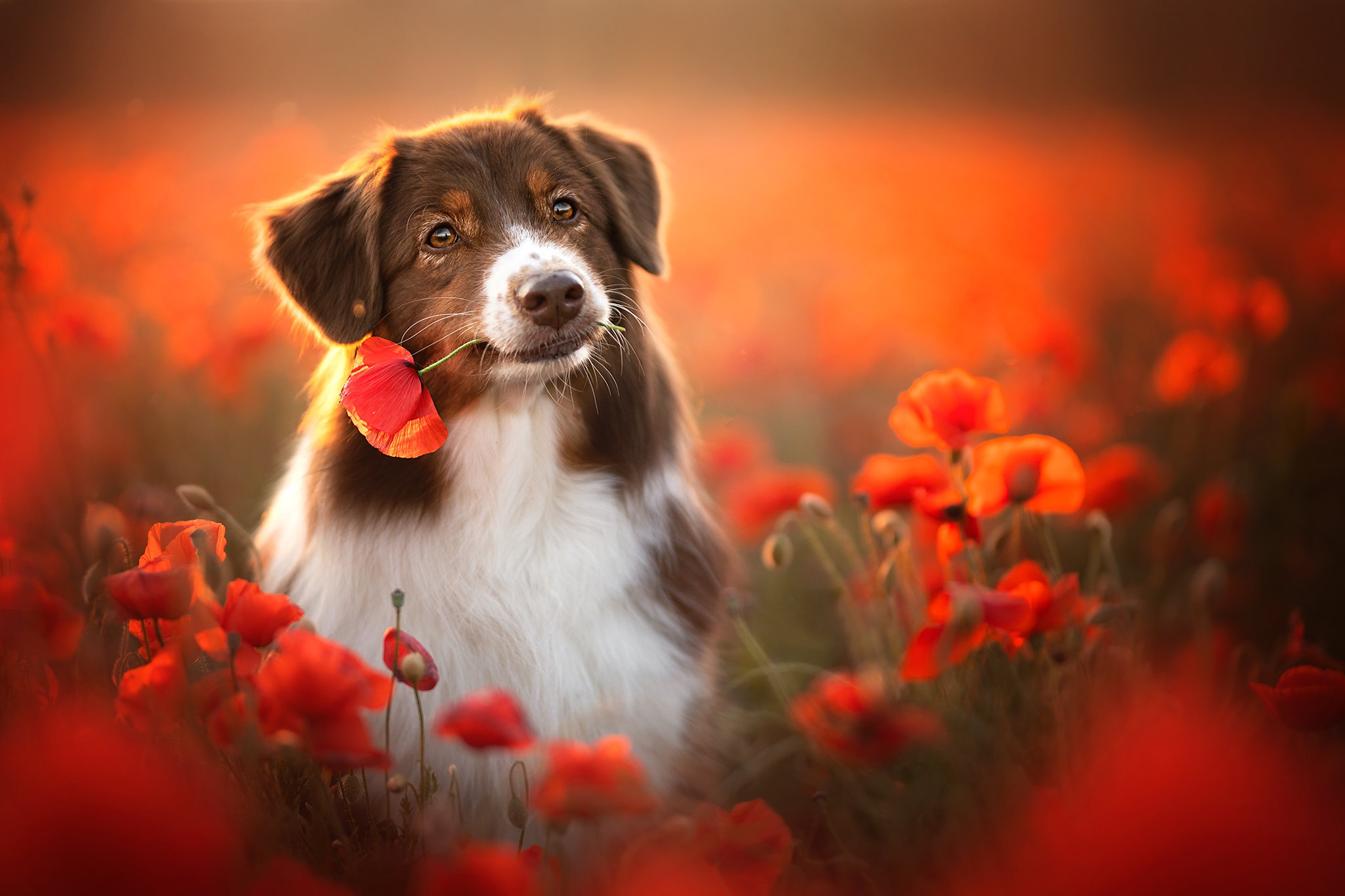 Australian Shepherd Dog Flower Pet Poppy 2048x1365