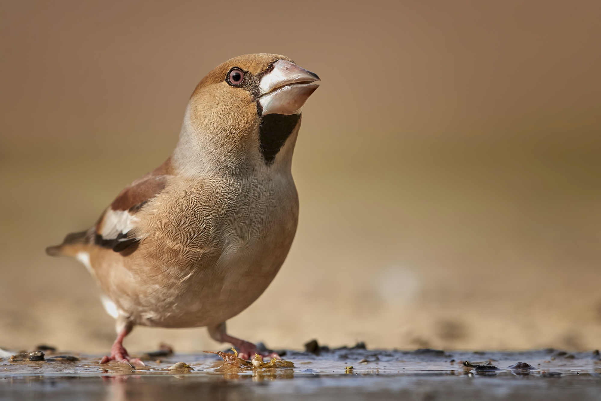 Bird Finch Passerine Wildlife 2000x1334