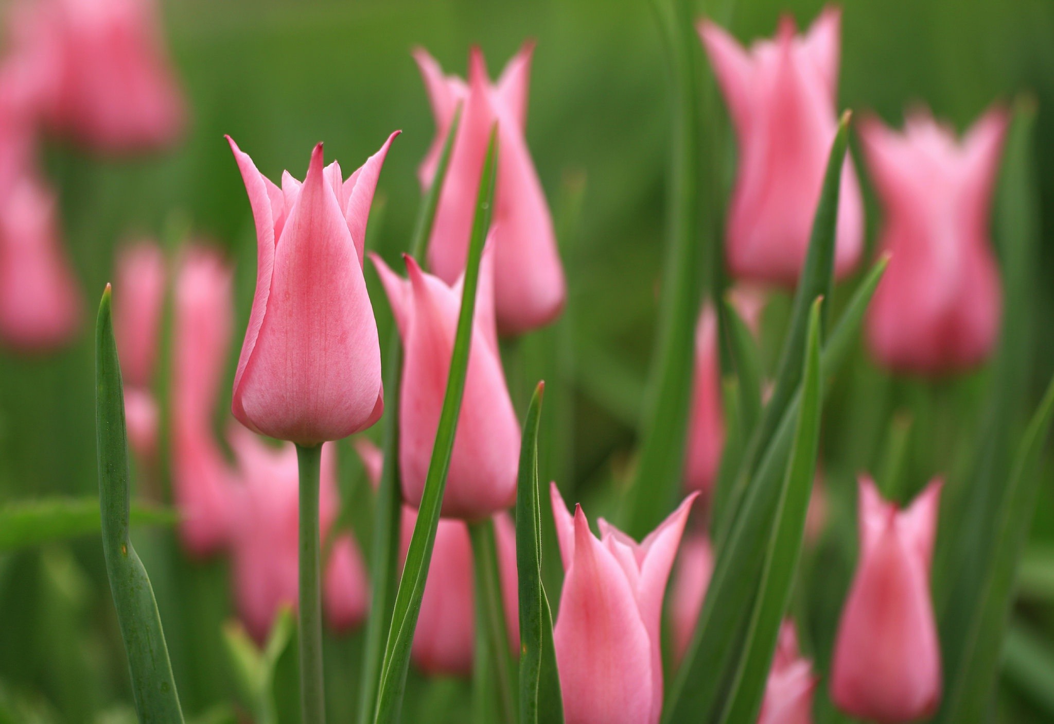 Pink Flower Tulip 2048x1406