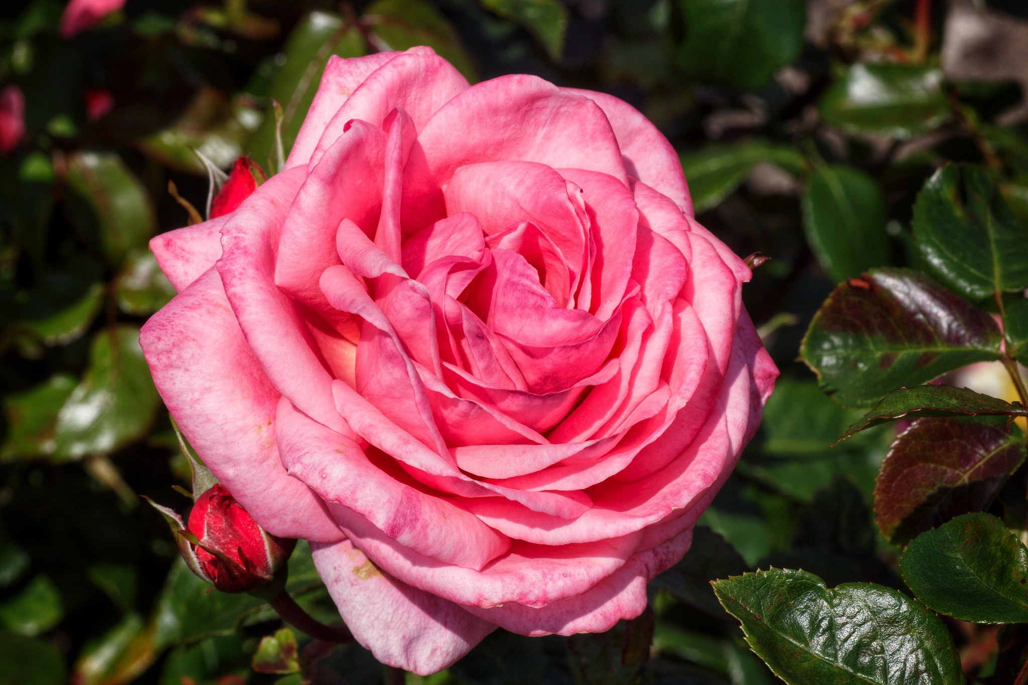 Macro Pink Flower Pink Rose Rose 2048x1365