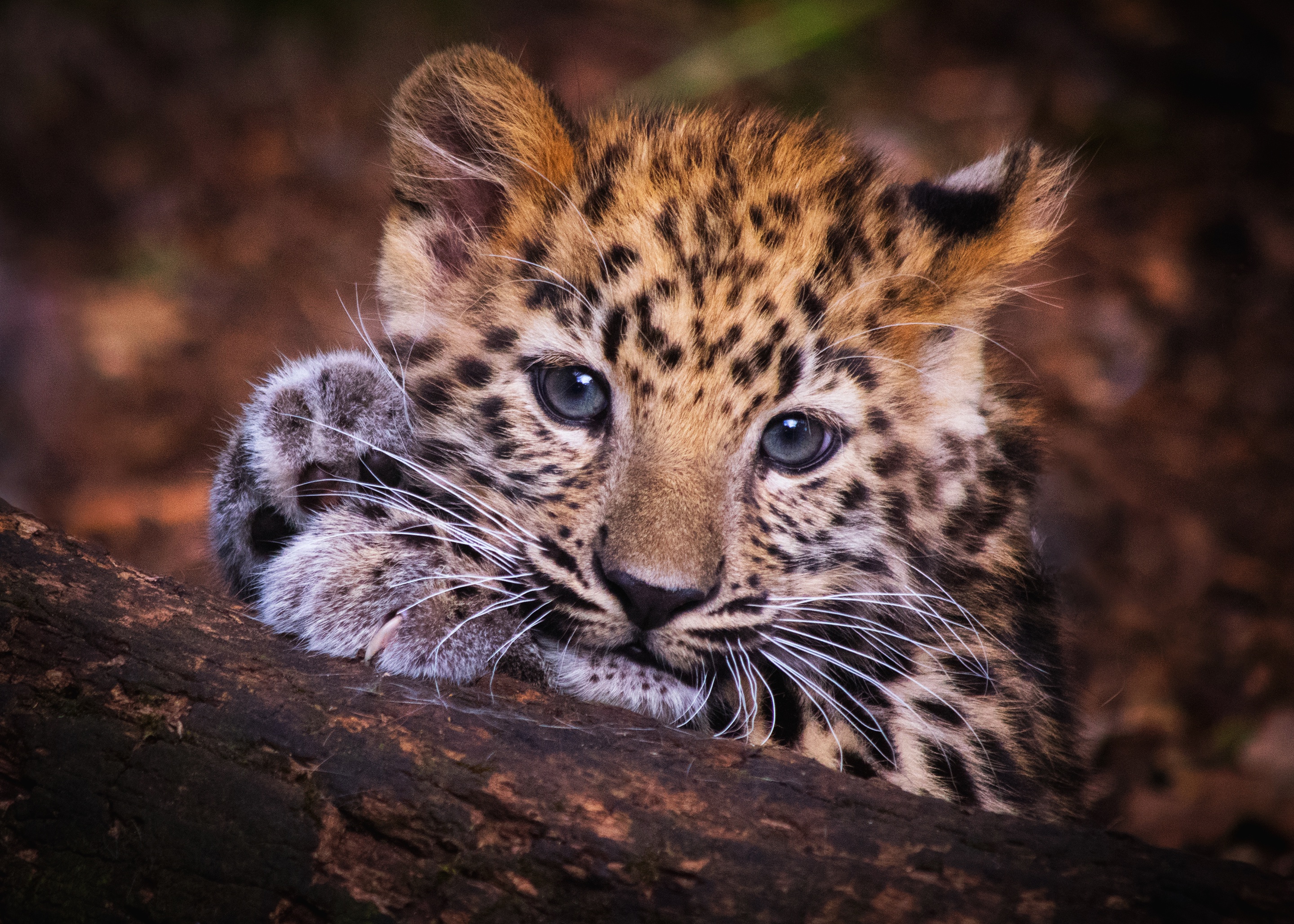 Baby Animal Big Cat Cub Leopard Wildlife 2880x2057