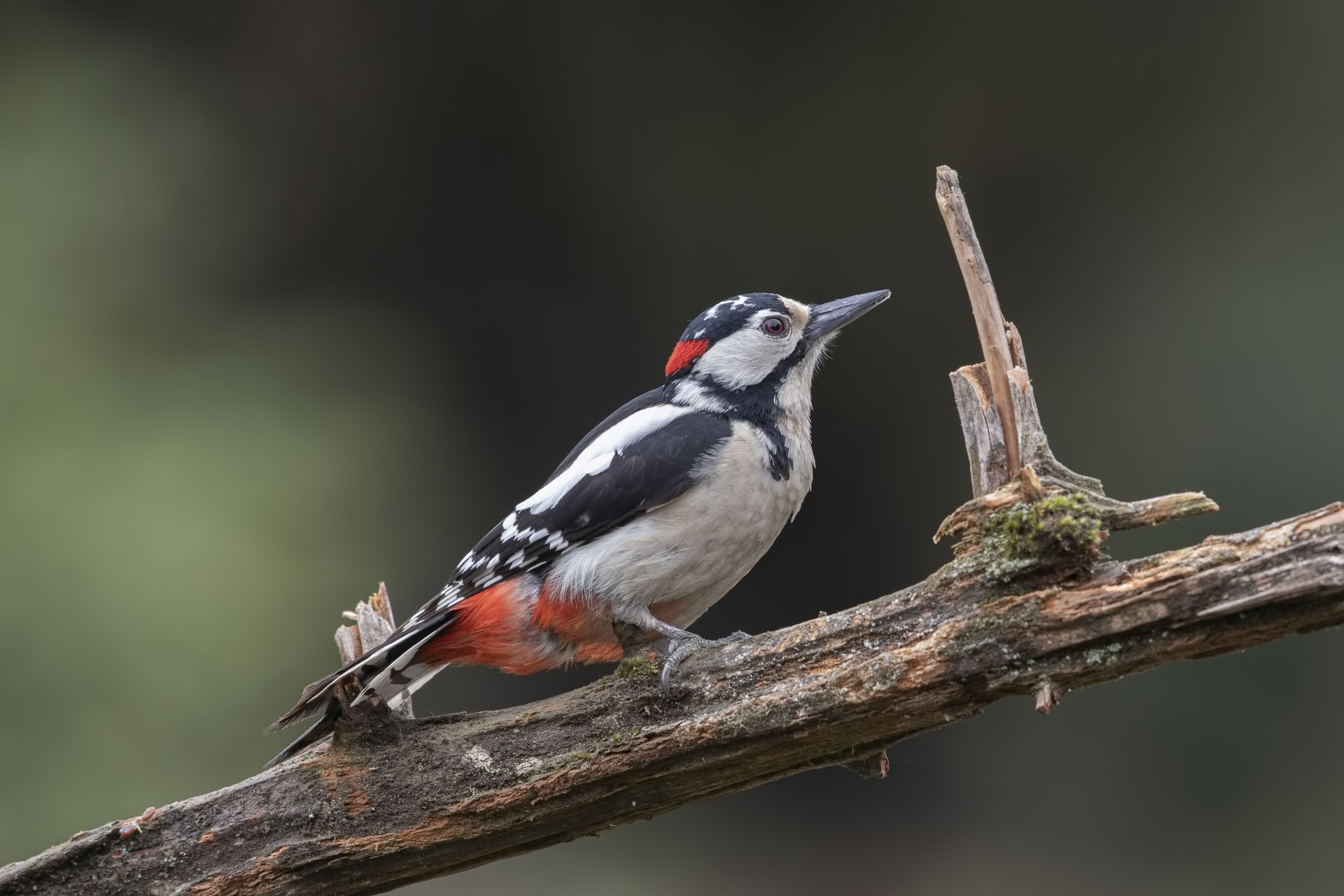 Bird Wildlife Woodpecker 4000x2667