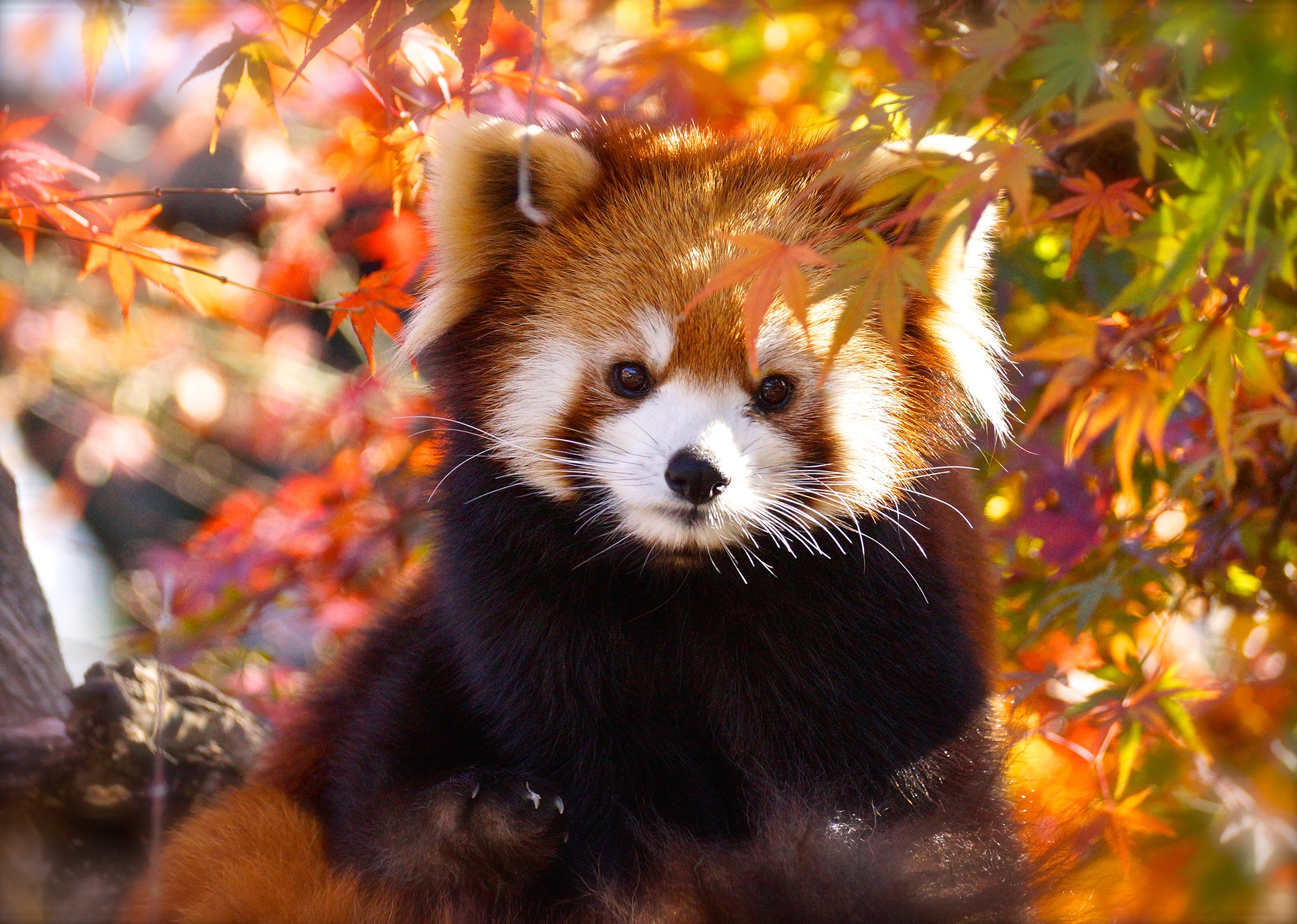 Fall Red Panda Wildlife 2300x1640