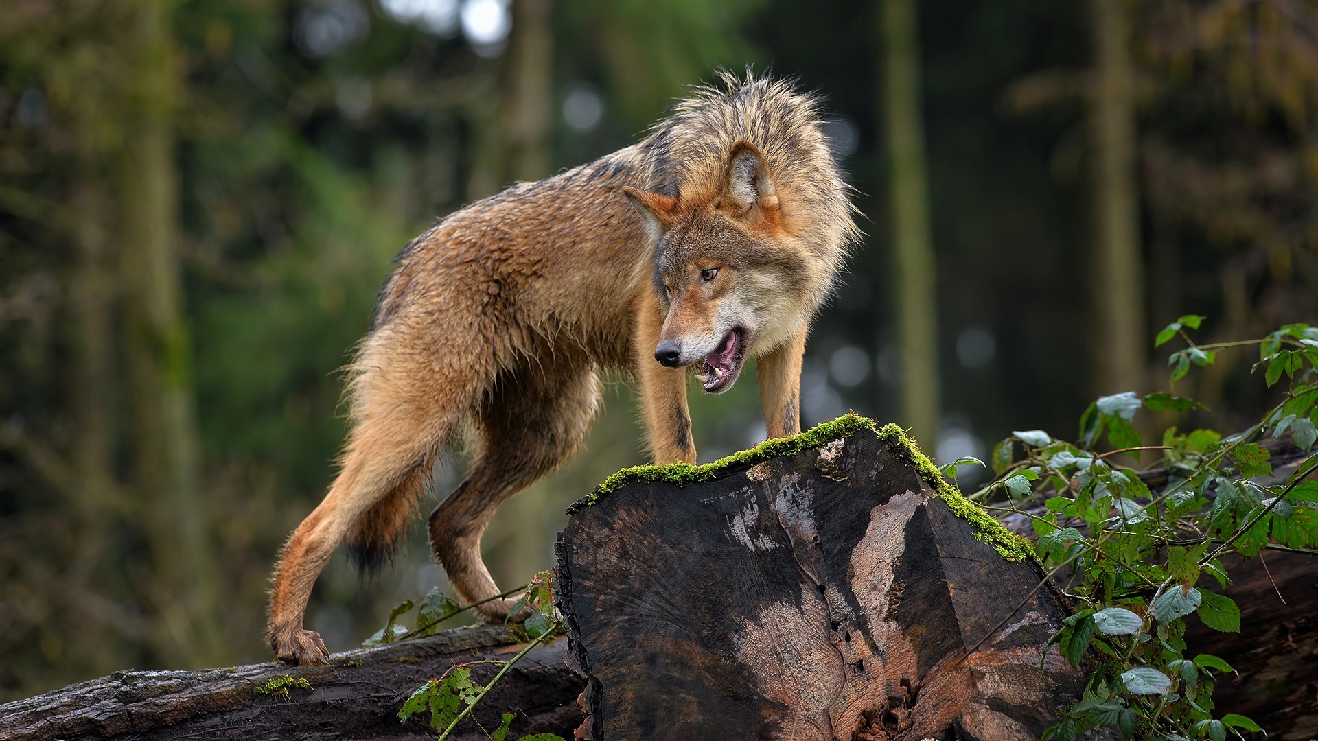 Wildlife Wolf Predator Animal 1920x1080