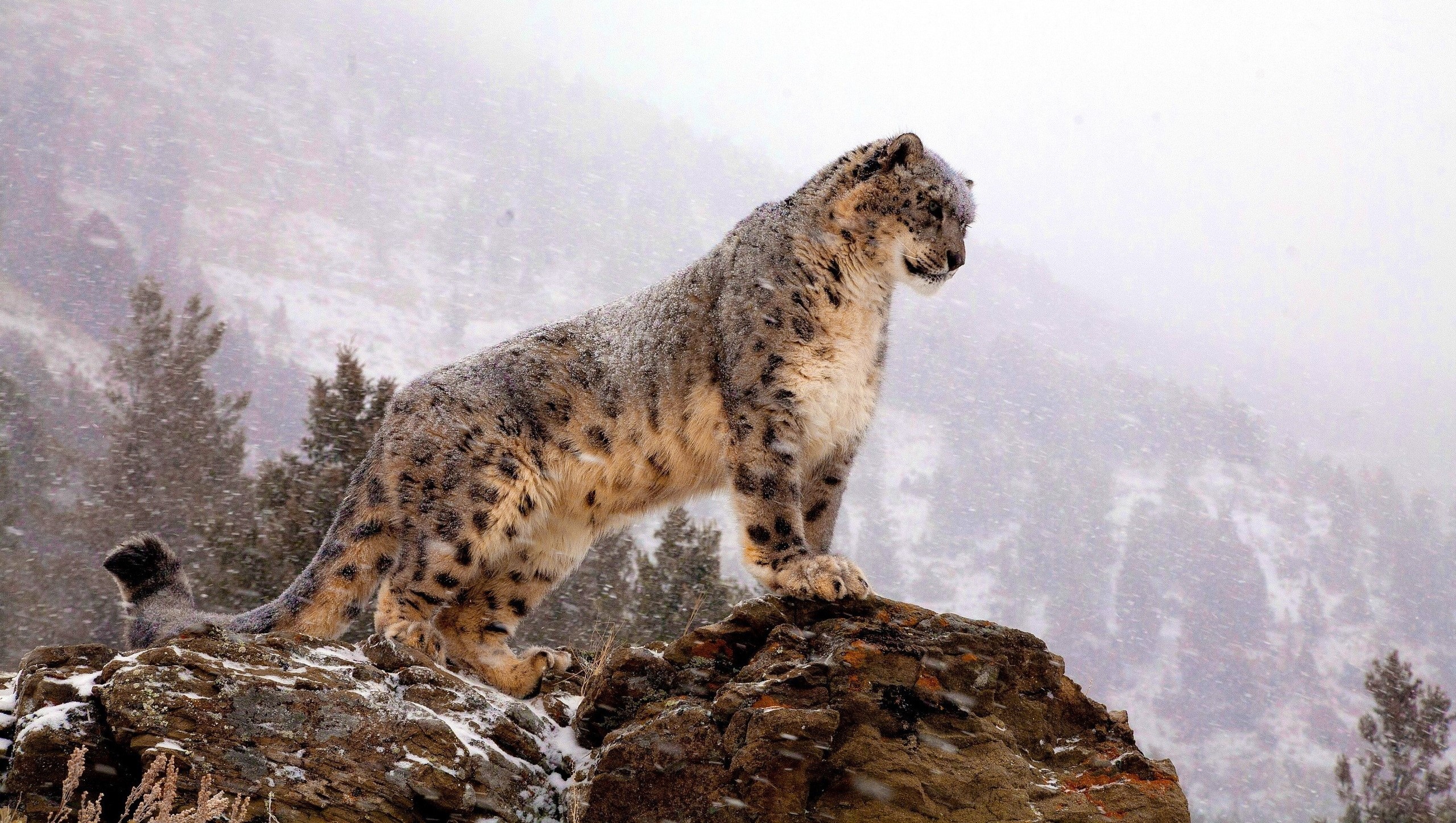 Snow Leopard Snow 2560x1447
