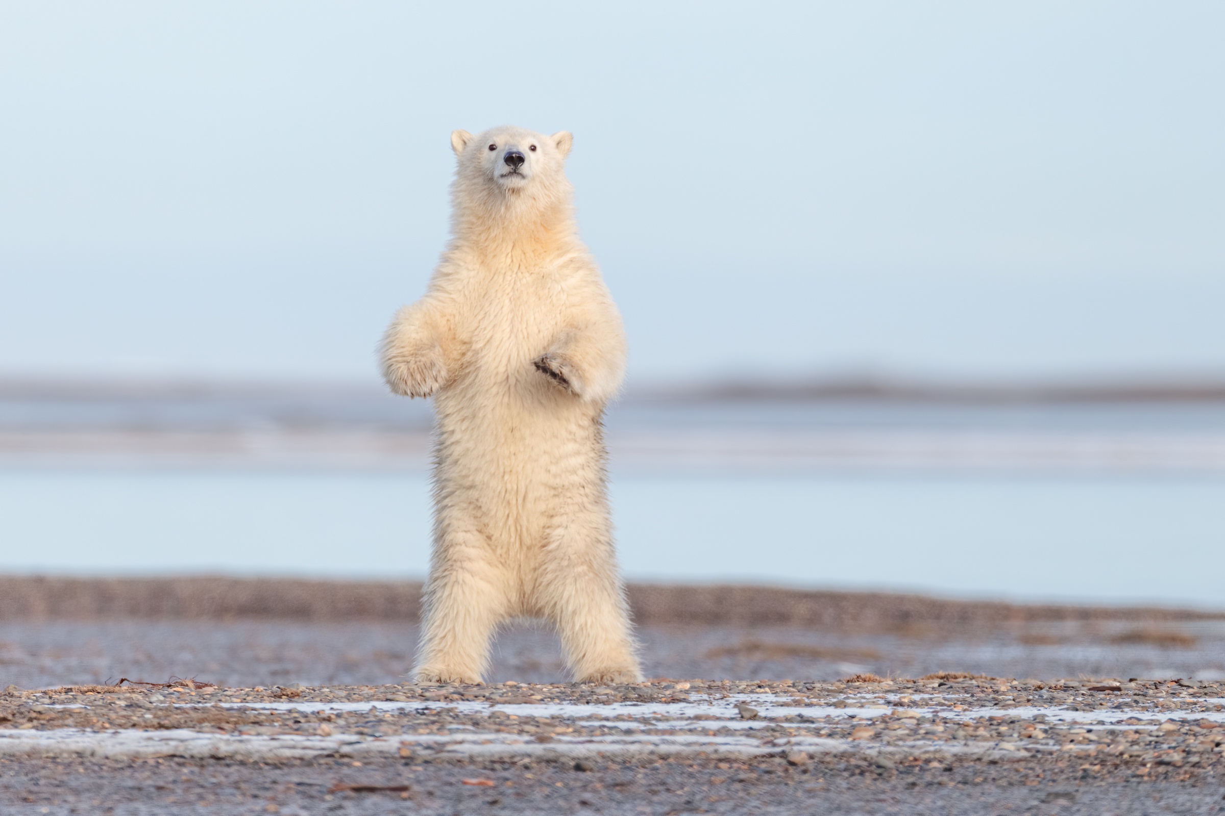 Polar Bear Wildlife Predator Animal 2400x1600