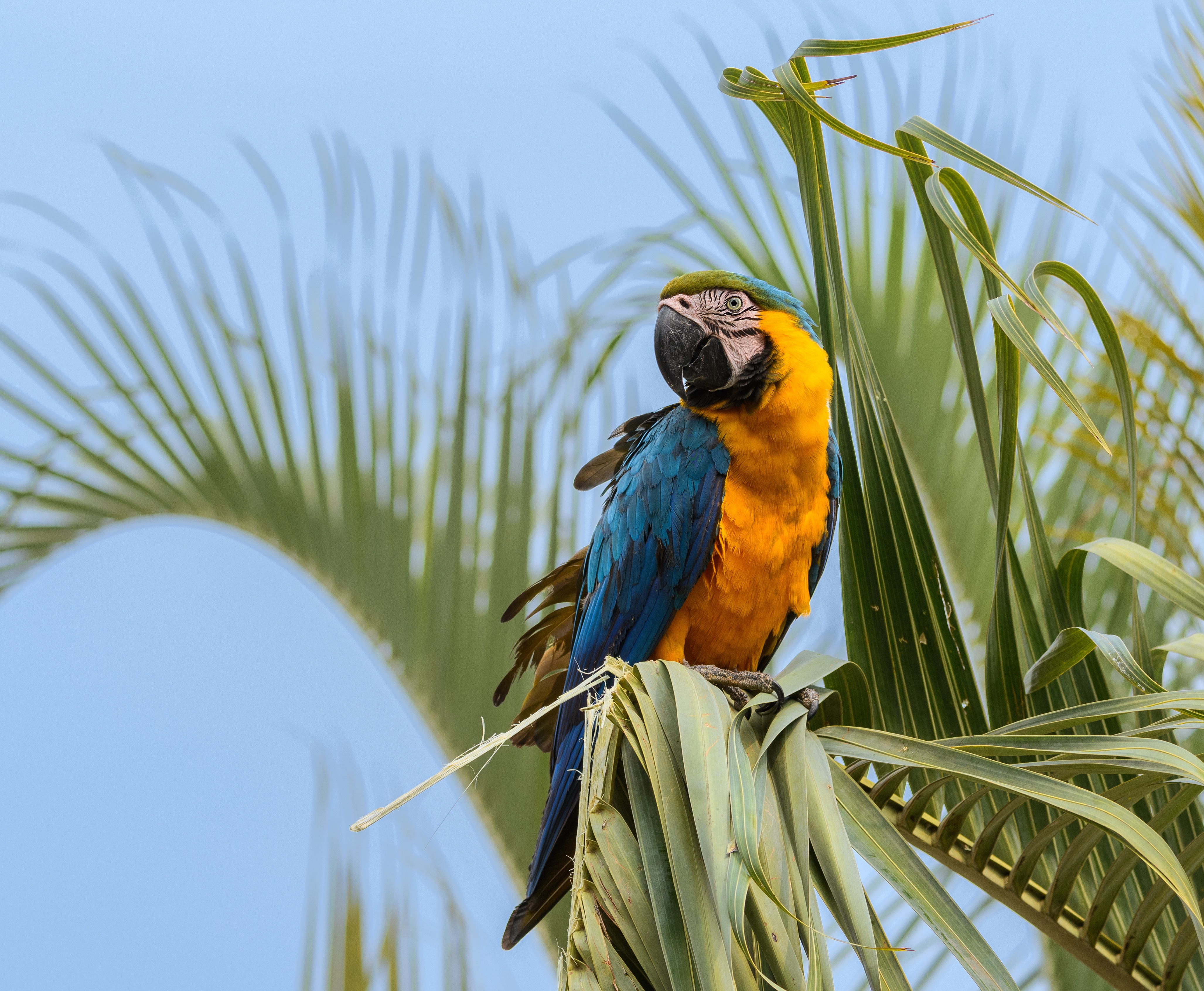 Bird Blue And Yellow Macaw Macaw Parrot 4110x3381