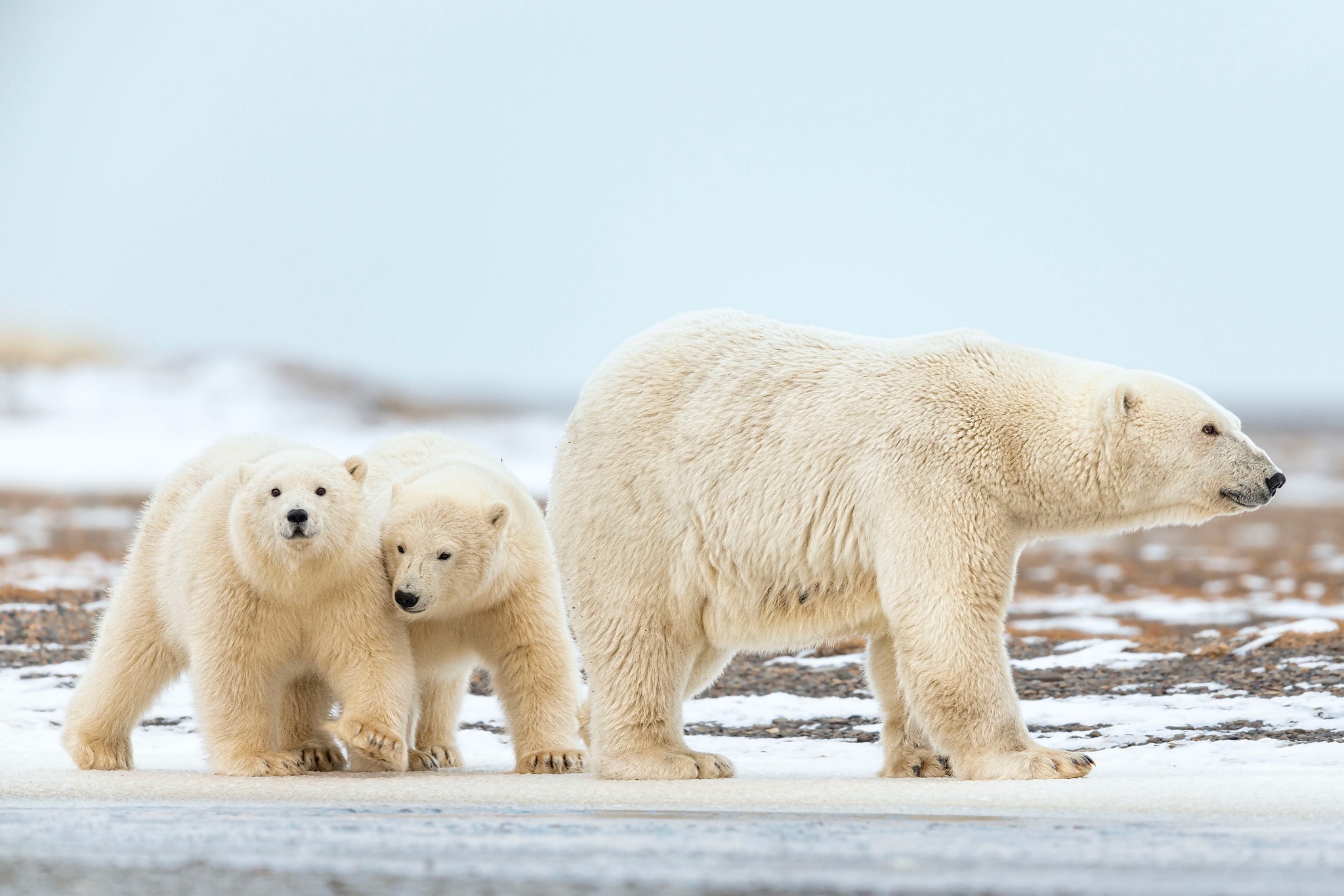 Baby Animal Cub Polar Bear Wildlife Predator Animal 2048x1365