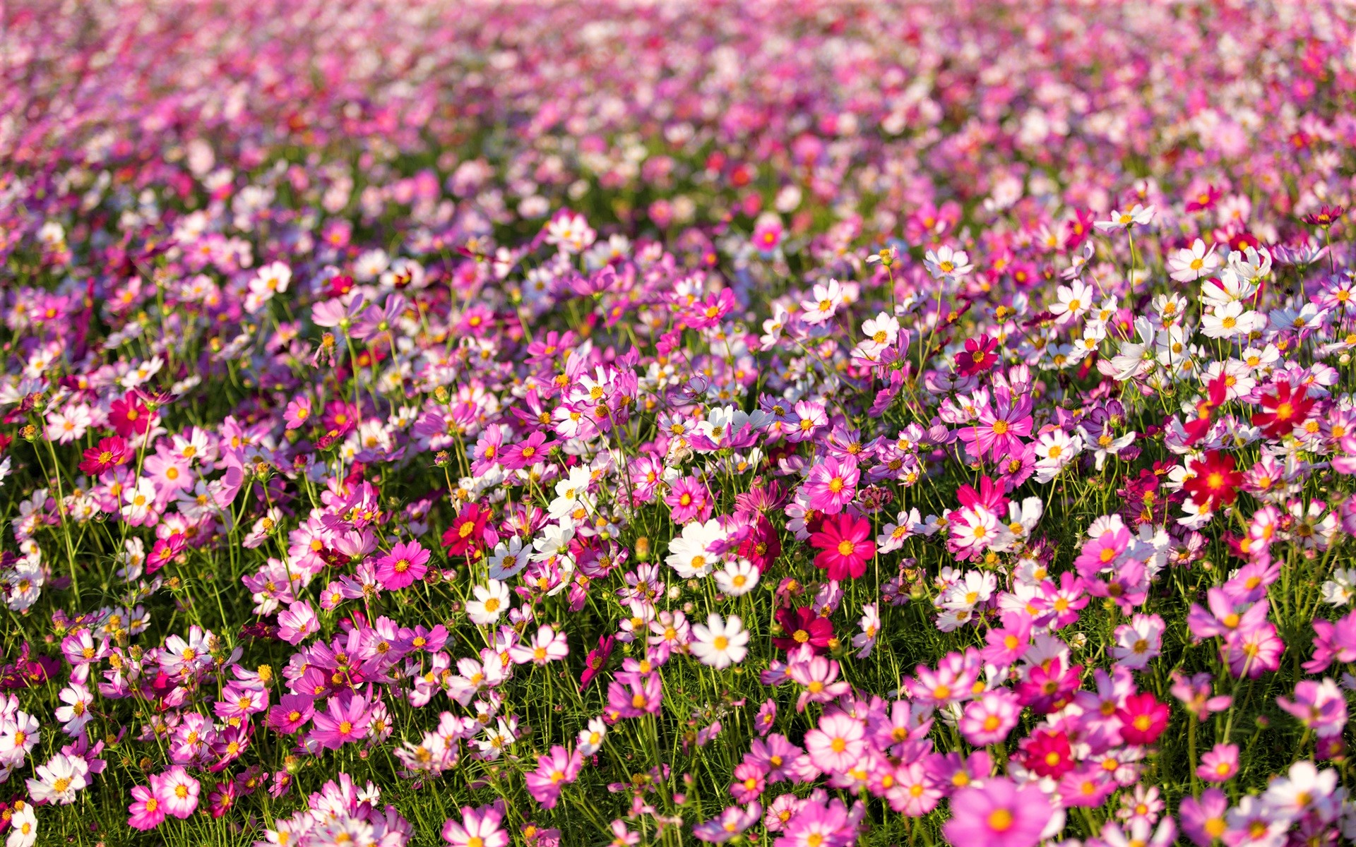 Cosmos Earth Field Flower Pink Flower White Flower 1920x1200