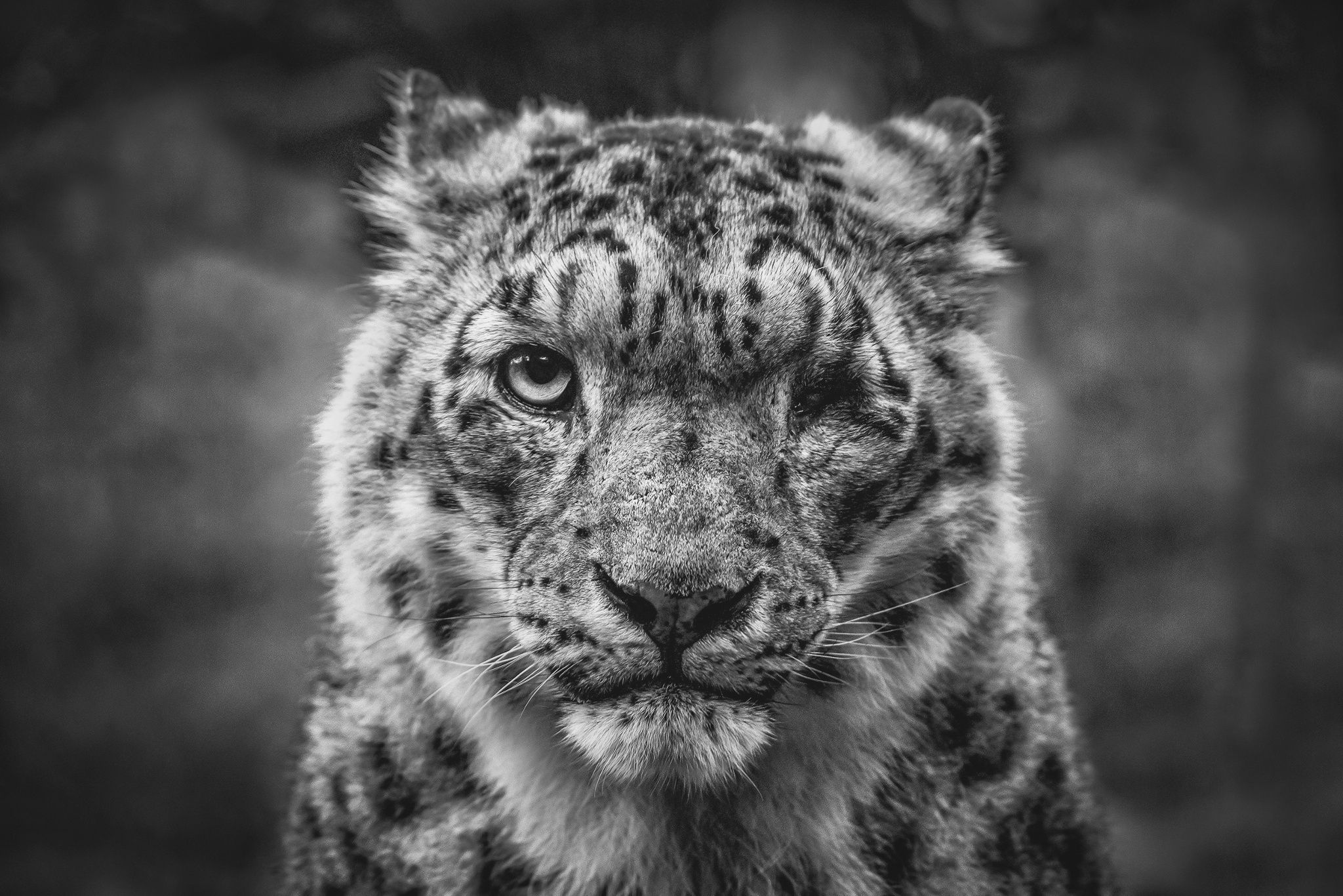 Snow Leopard Animals Mammals Big Cats Feline Nature 2048x1366
