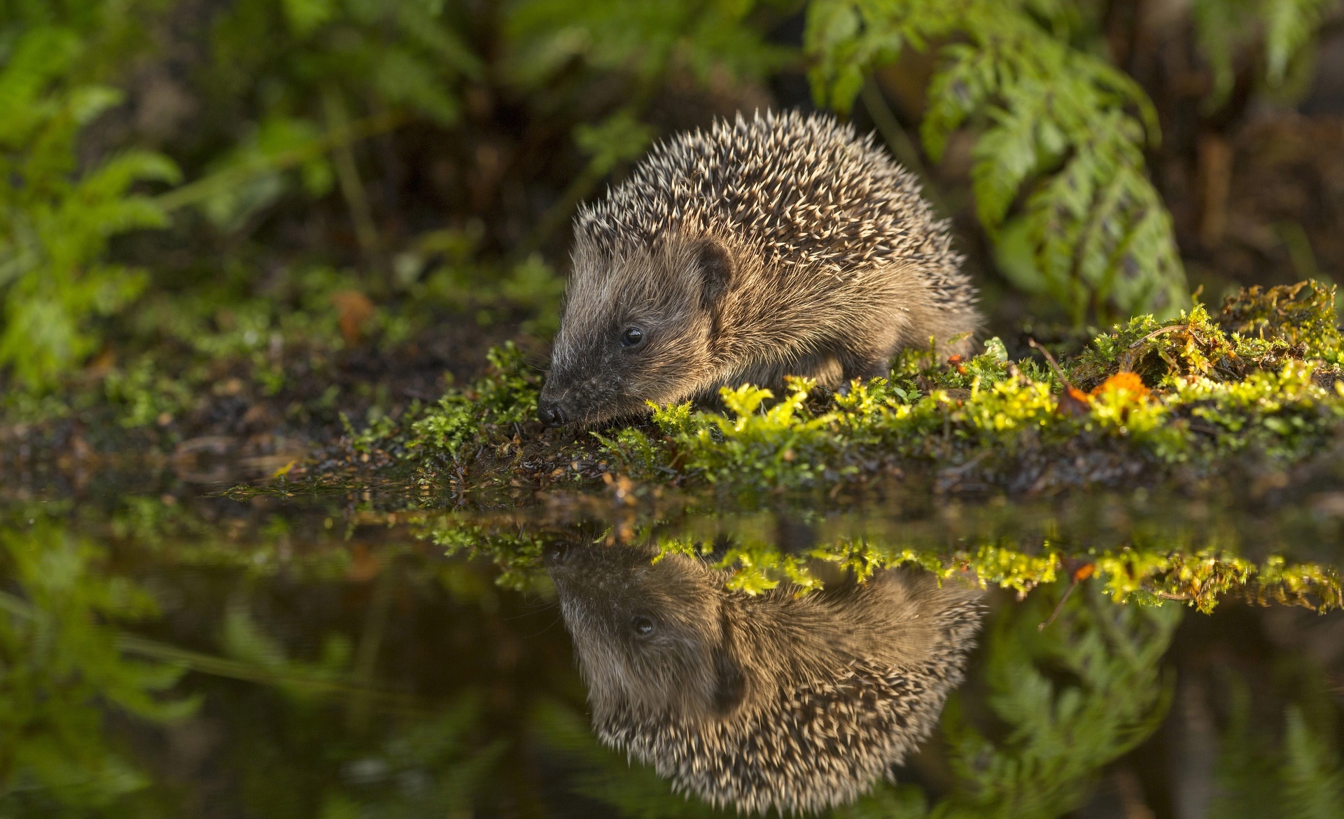 Hedgehog Reflection Wildlife 1920x1170